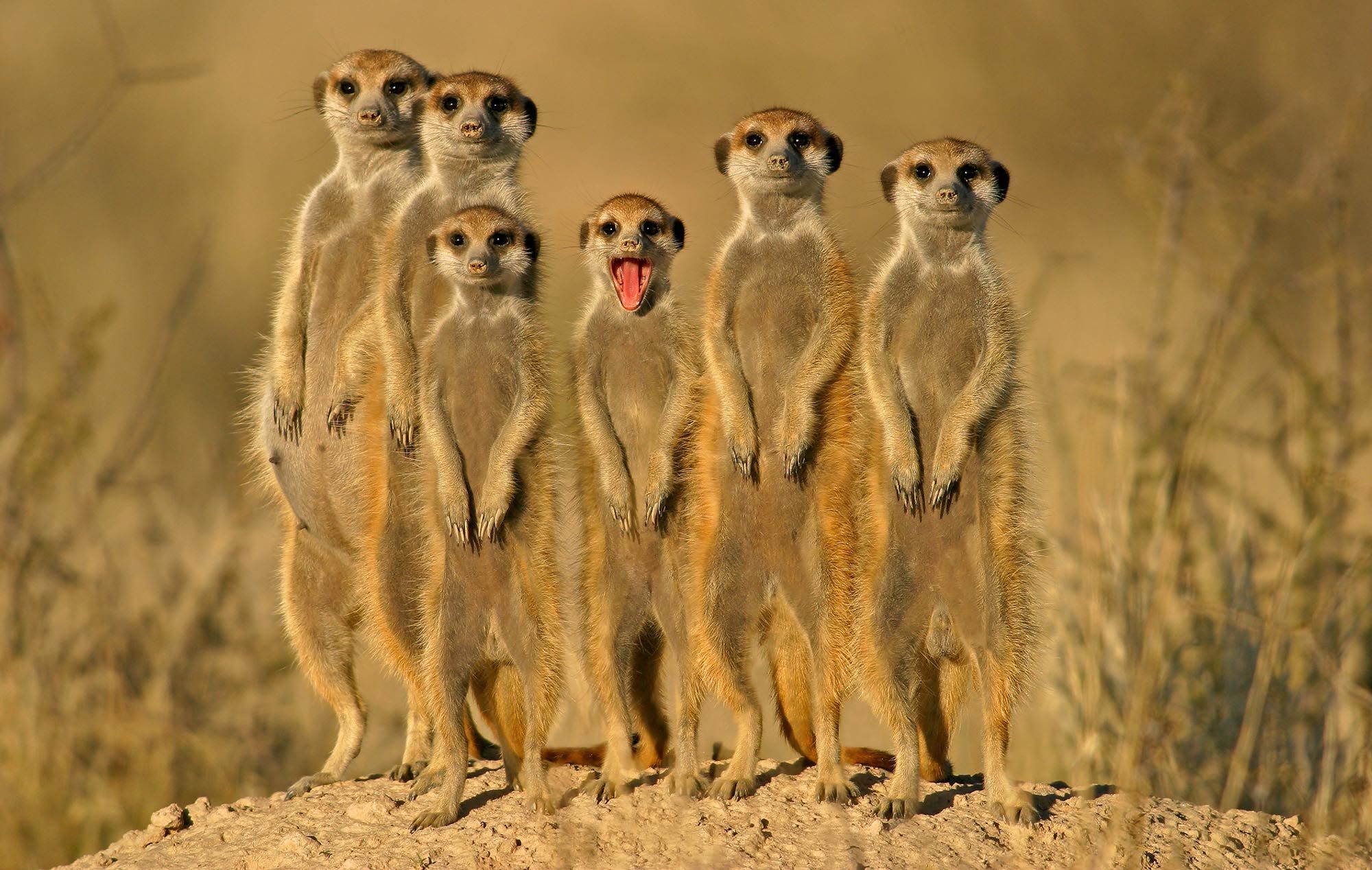Suricate or meerkat (Suricata suricatta), Kalahari, South Africa © Shutterstock