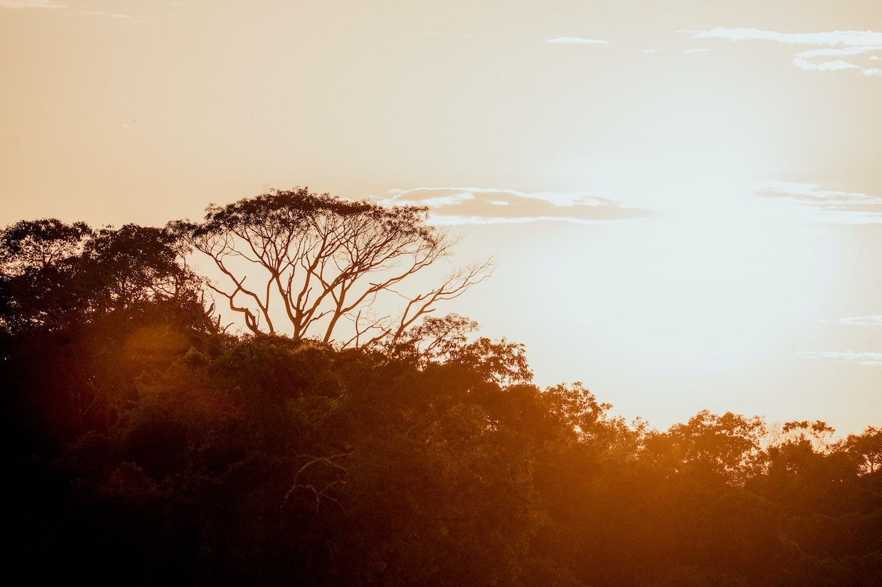 Pantanal night, Brazil