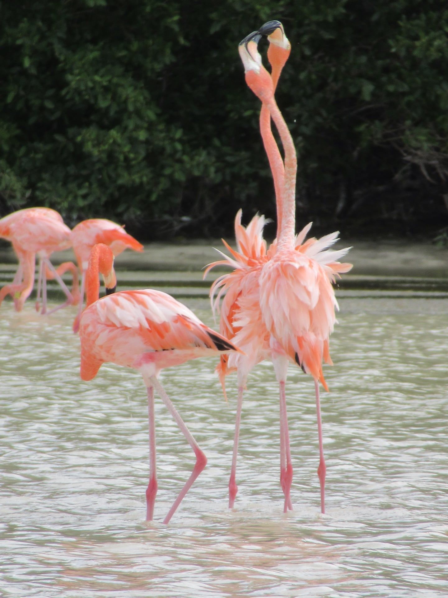 Flamingos, Mexico