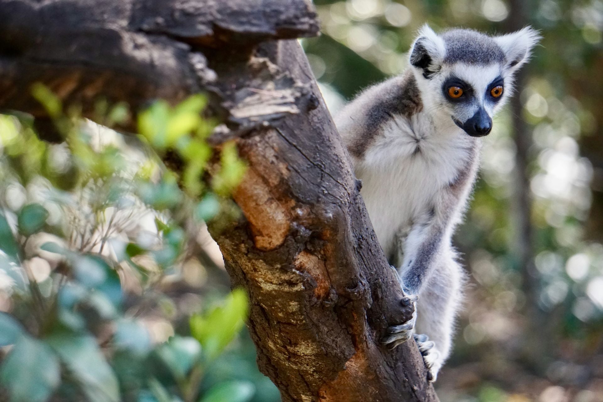 Monkeyland