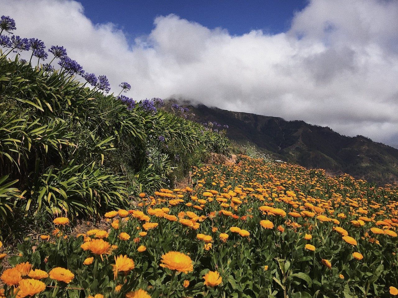 Mountain road, Baguio
