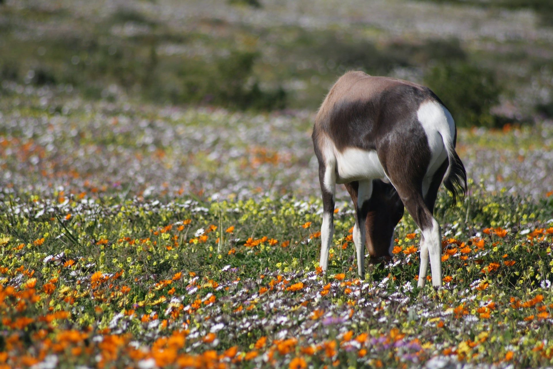 Namaqualand, South Africa