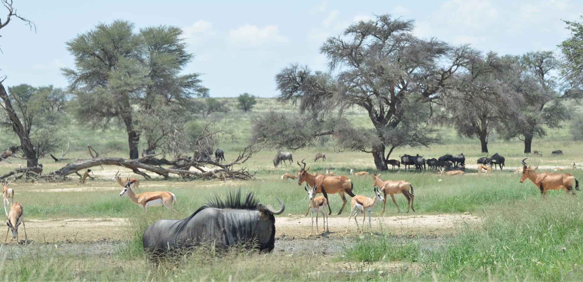 Kgalagadi Transfrontier Park, South Africa