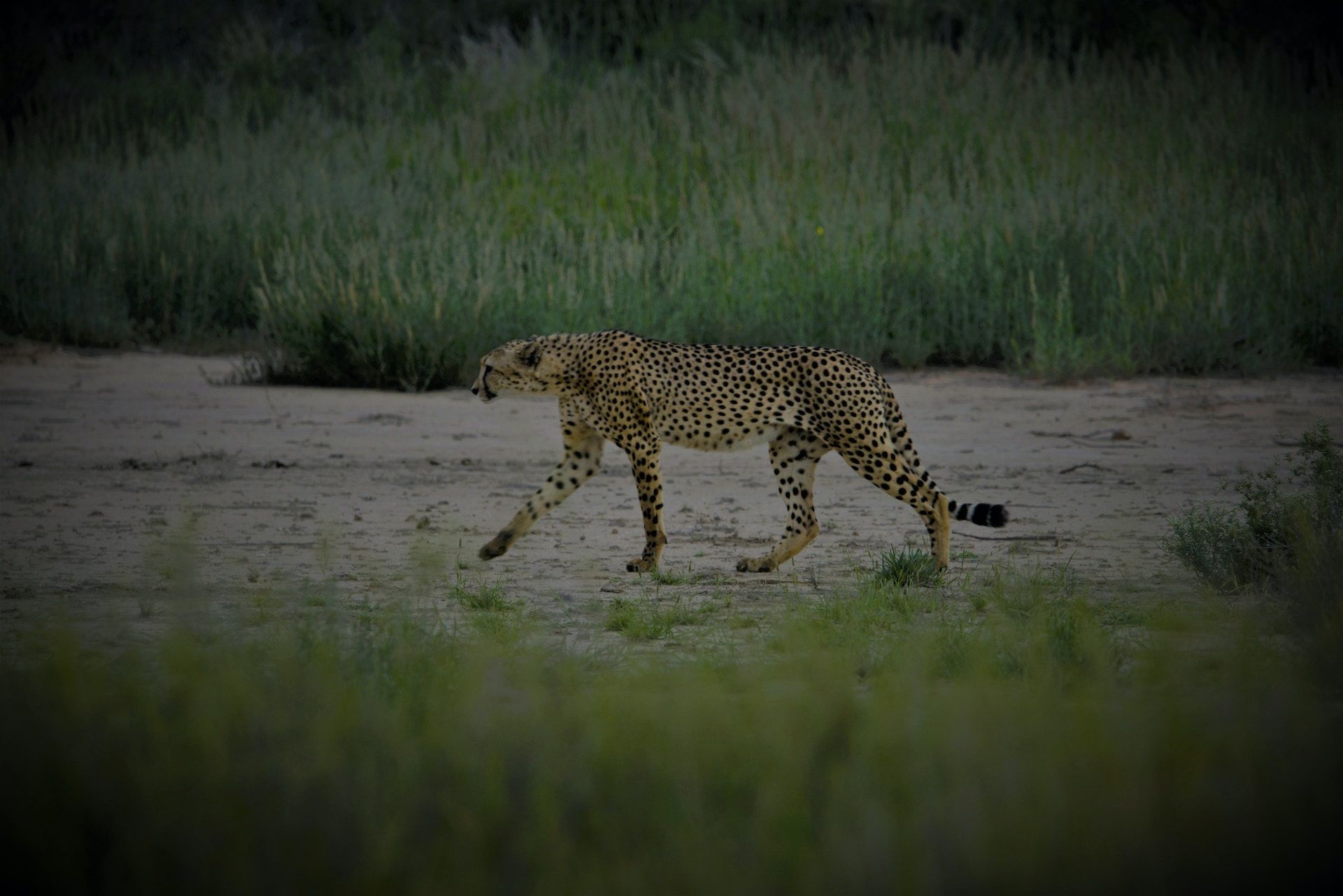 Kgalagadi Transfrontier Park, South Africa