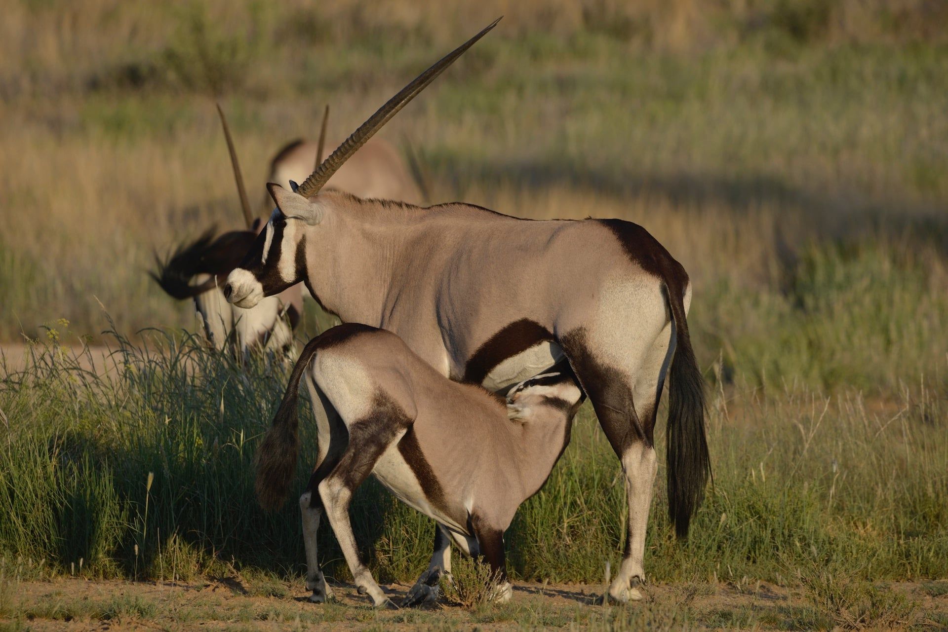 Kgalagadi Transfrontier Park, South Africa