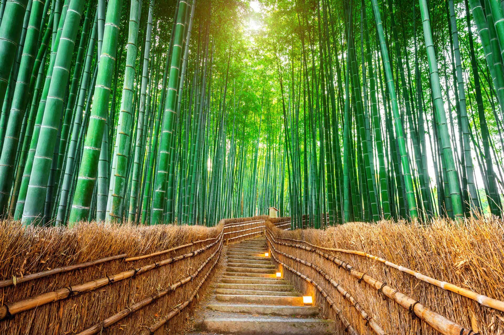 Arashiyama Bamboo Forest Kyoto