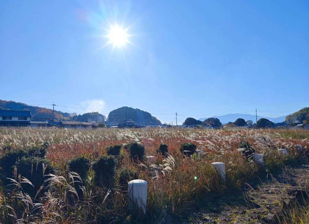 A sunny day in Asuka, Japan © Dre Roelandt
