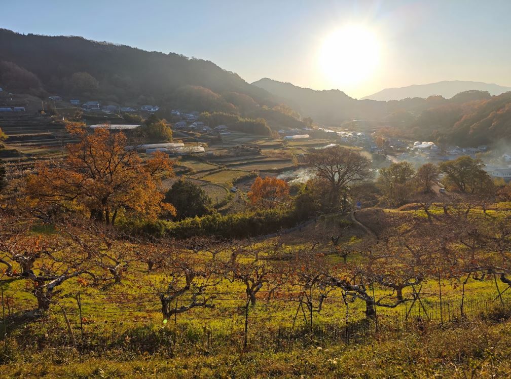 Persimmons trees with rice fields in the distance, Asuka, Japan© Dre Roelandt
