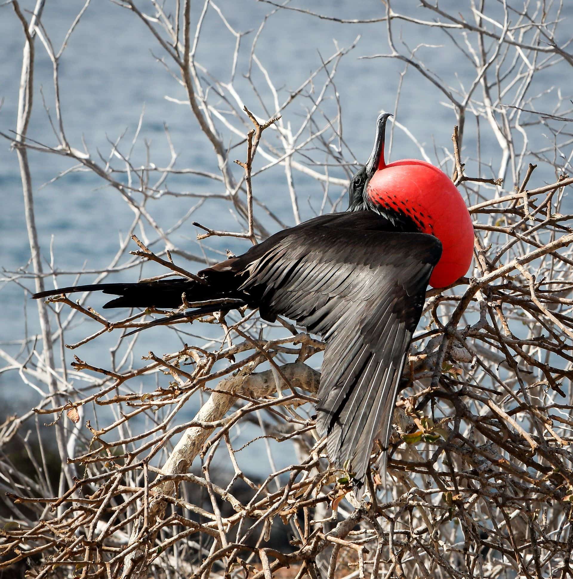 Frigate Bird, Galapagos