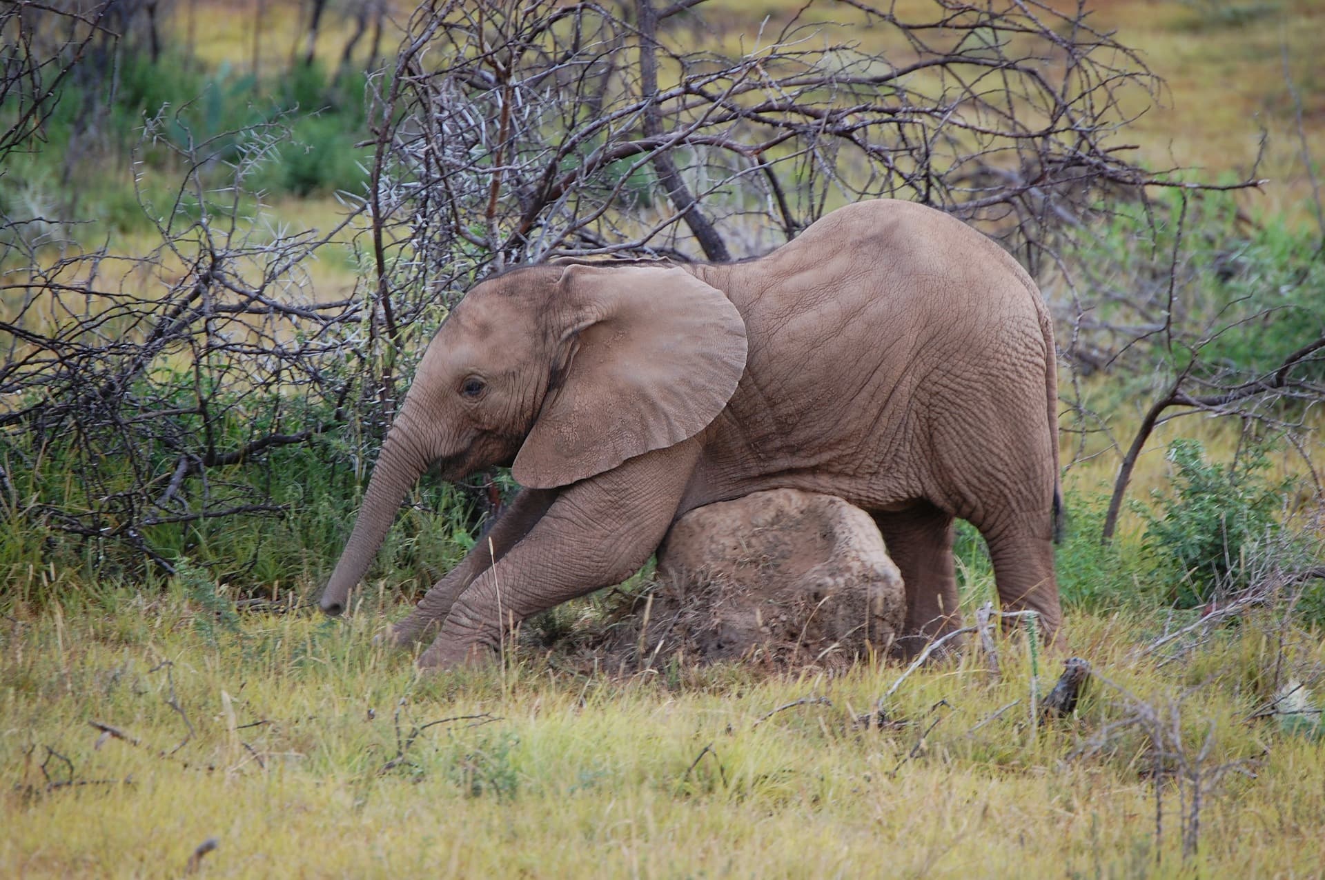 game drive