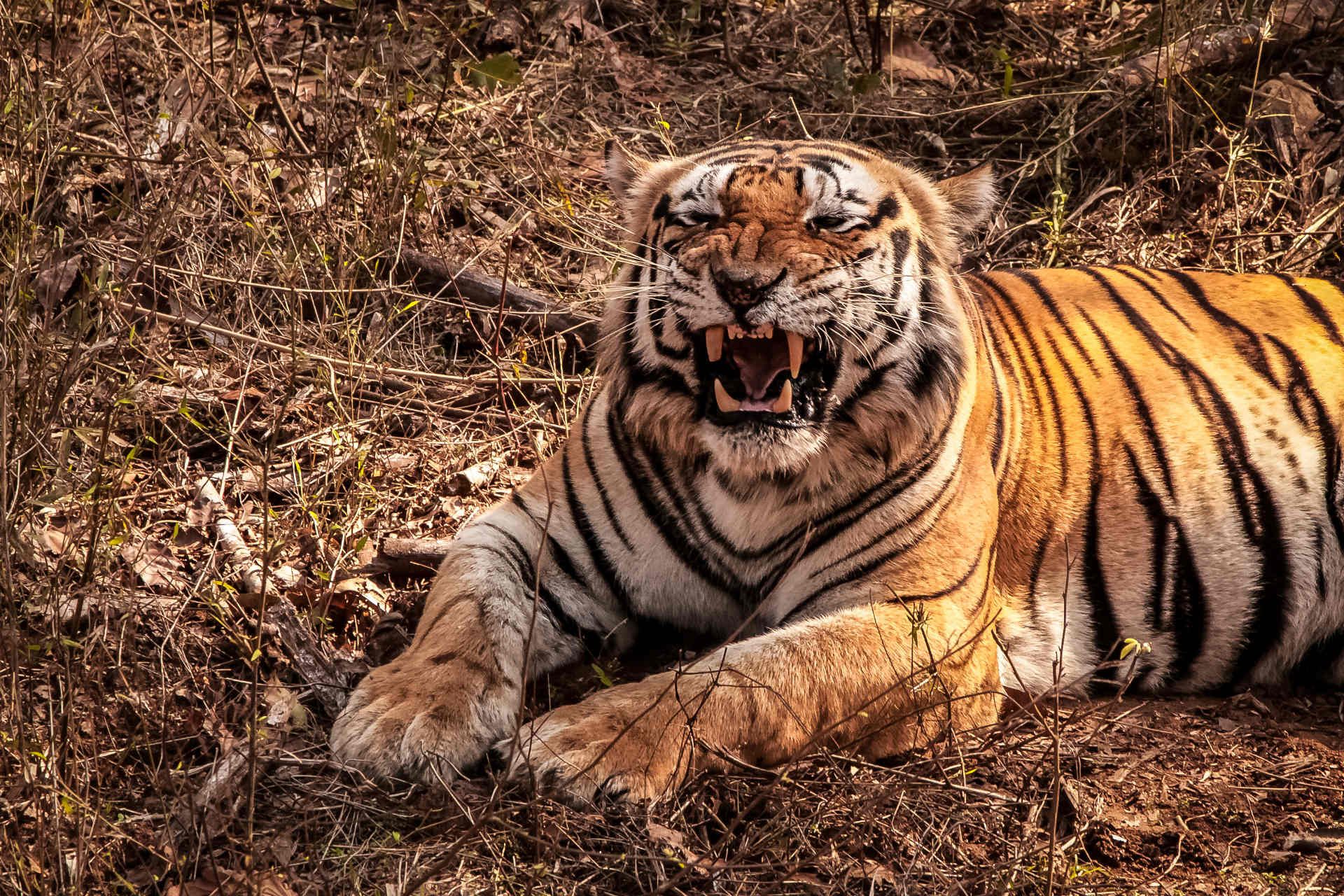 bengal-tiger-kanha-national-park-india-shutterstock_585947201