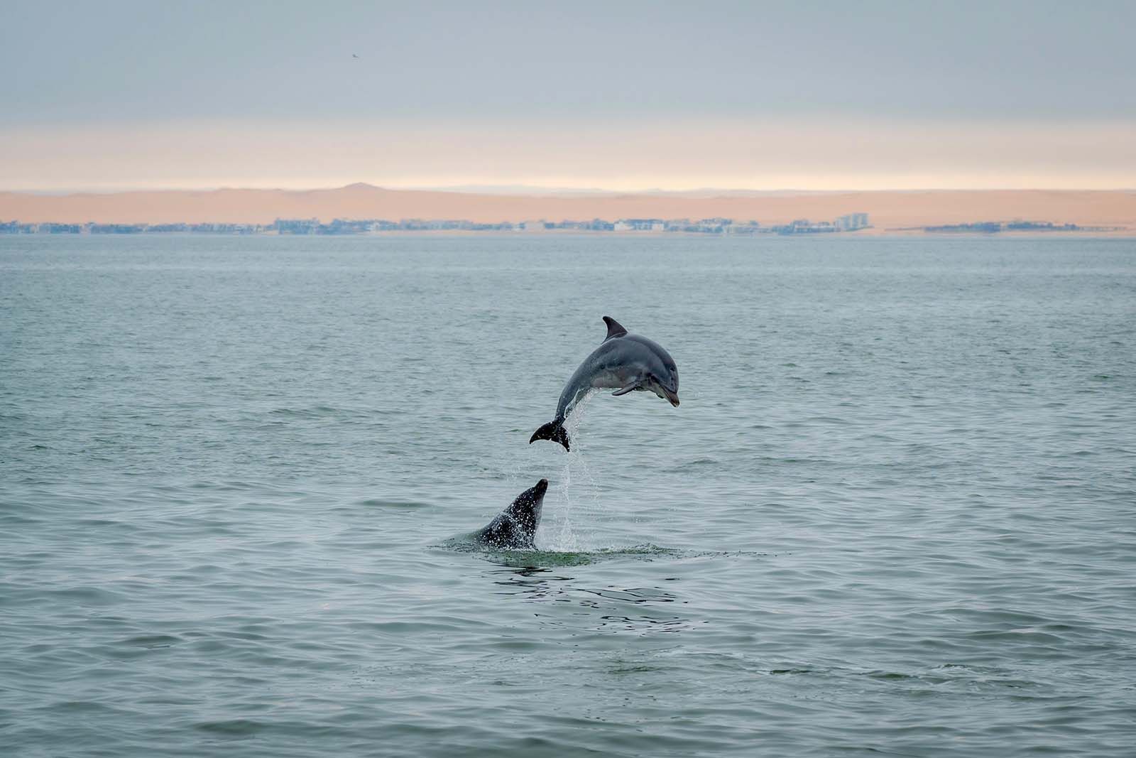 Bottlenosed-dolphin in Walvis Bay, Namibia © Shutterstock