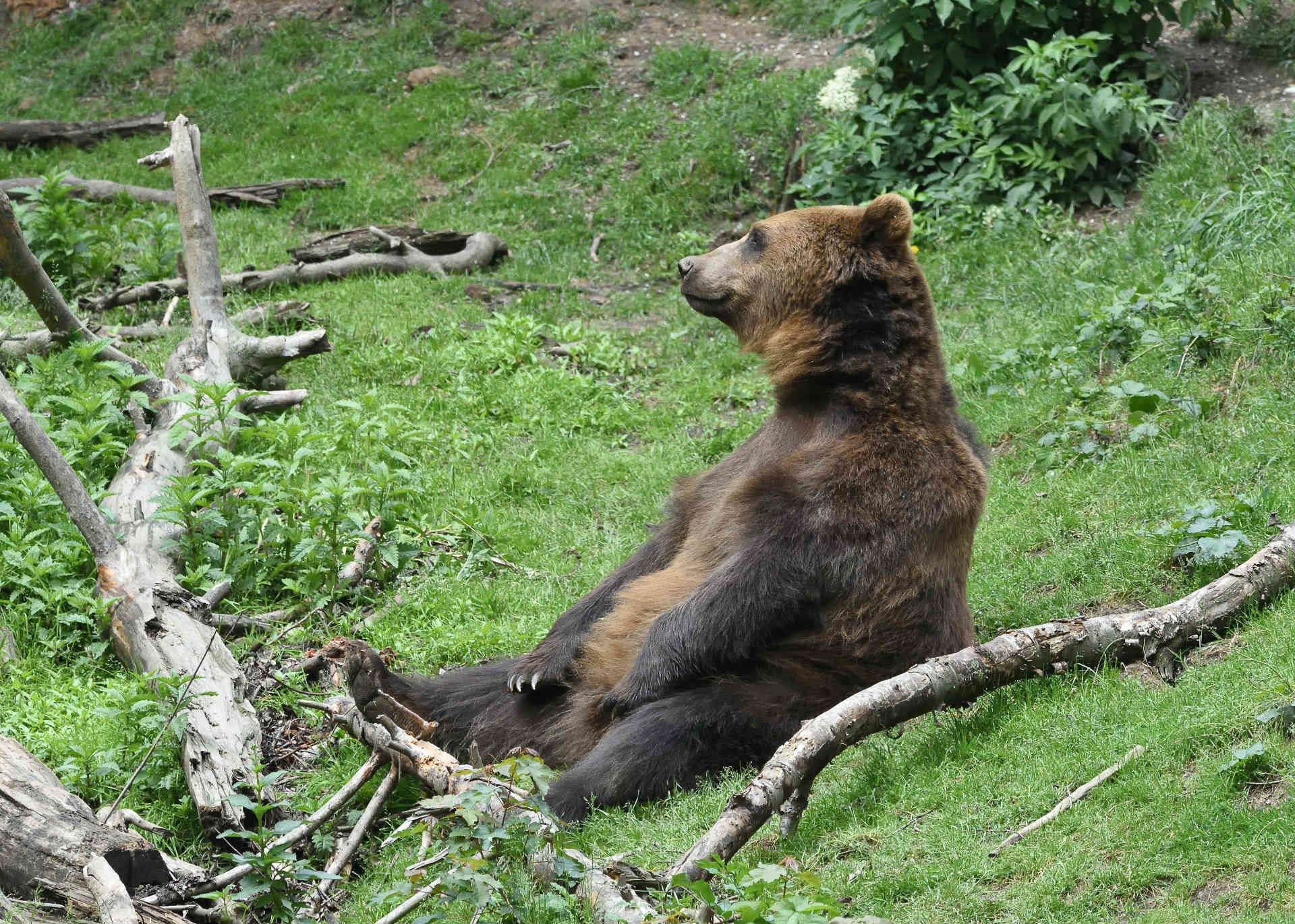 Things not to Miss: brown bear, Sweden.