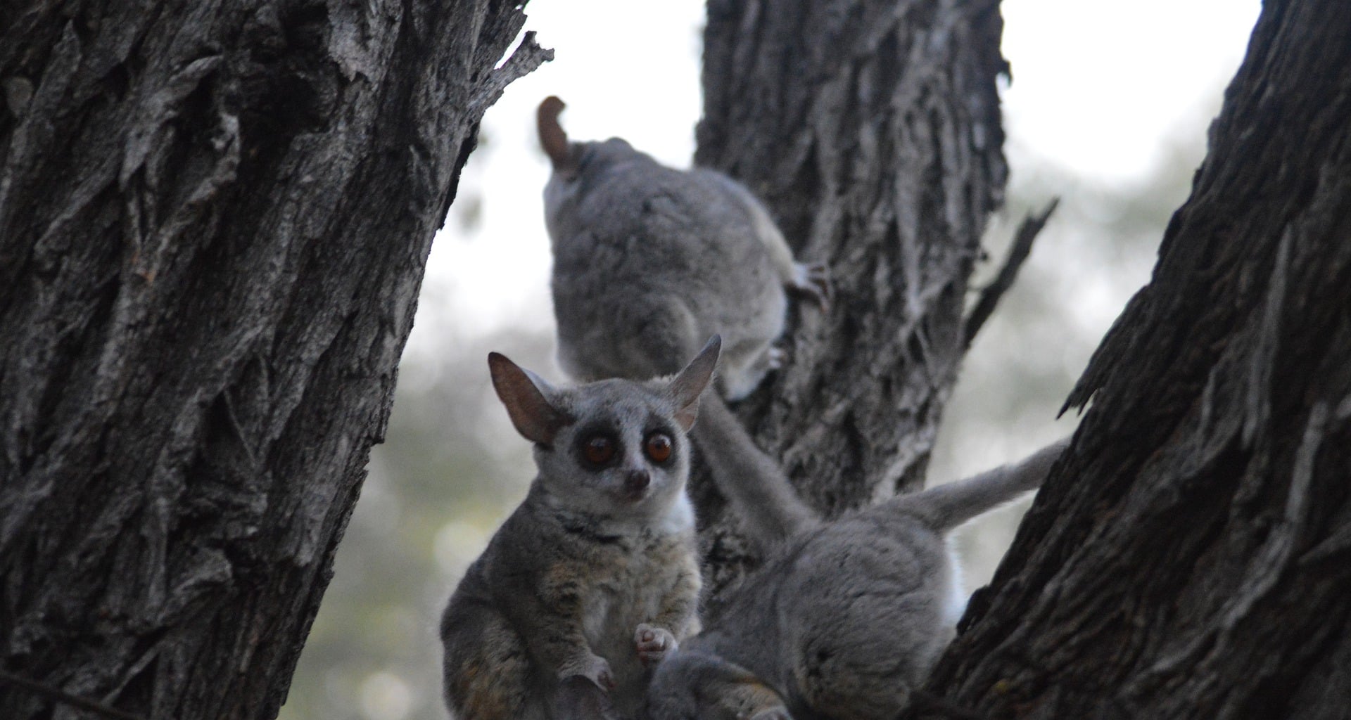 bush baby