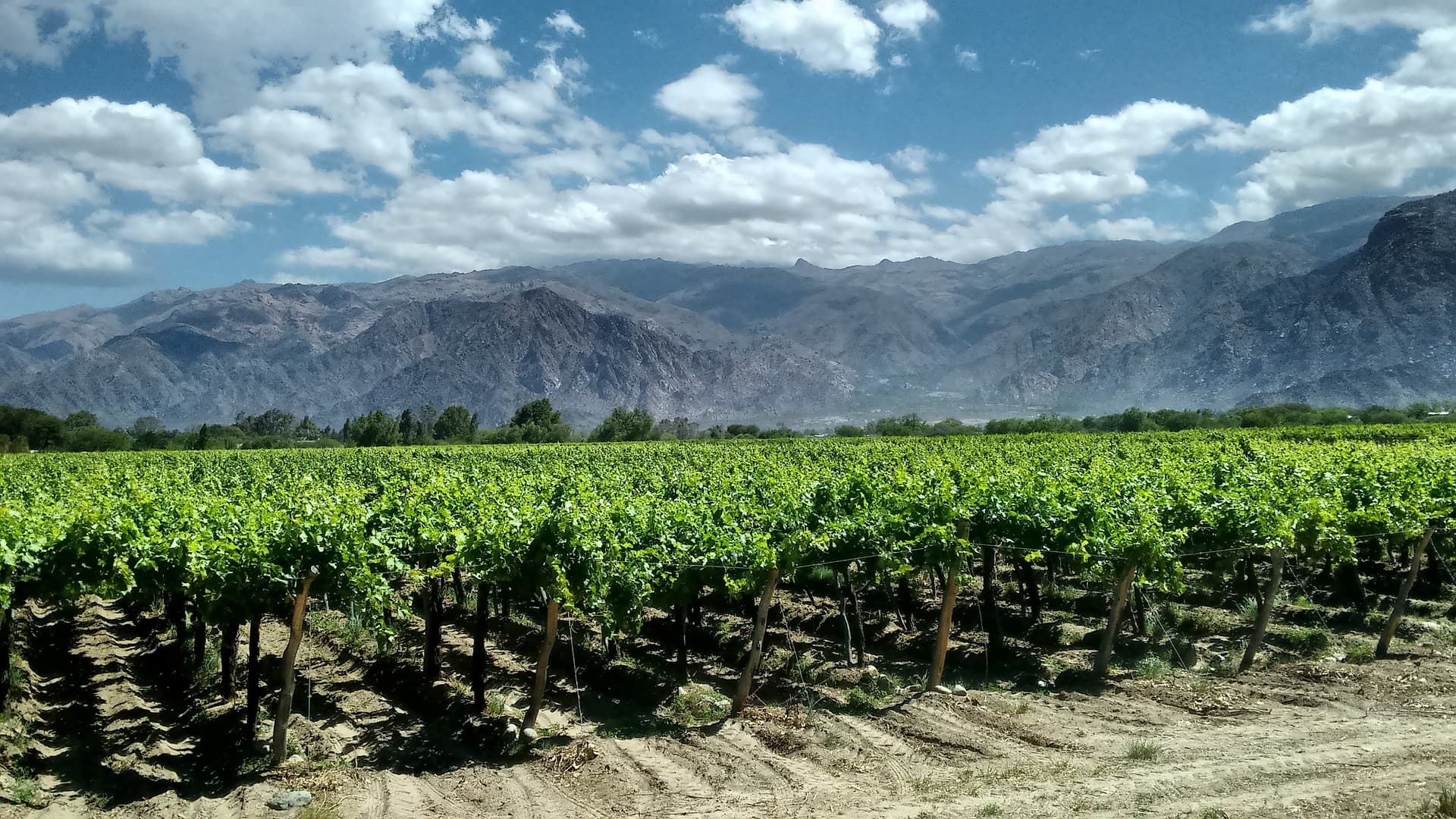 Vineyard in Argentina