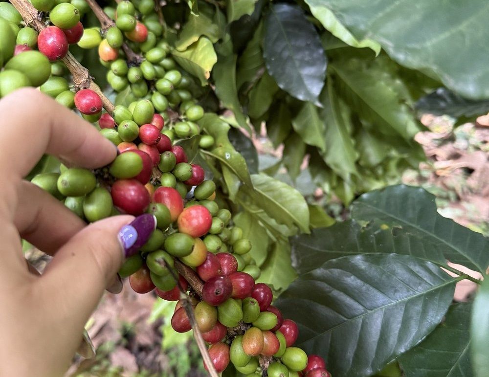 Coffe plant