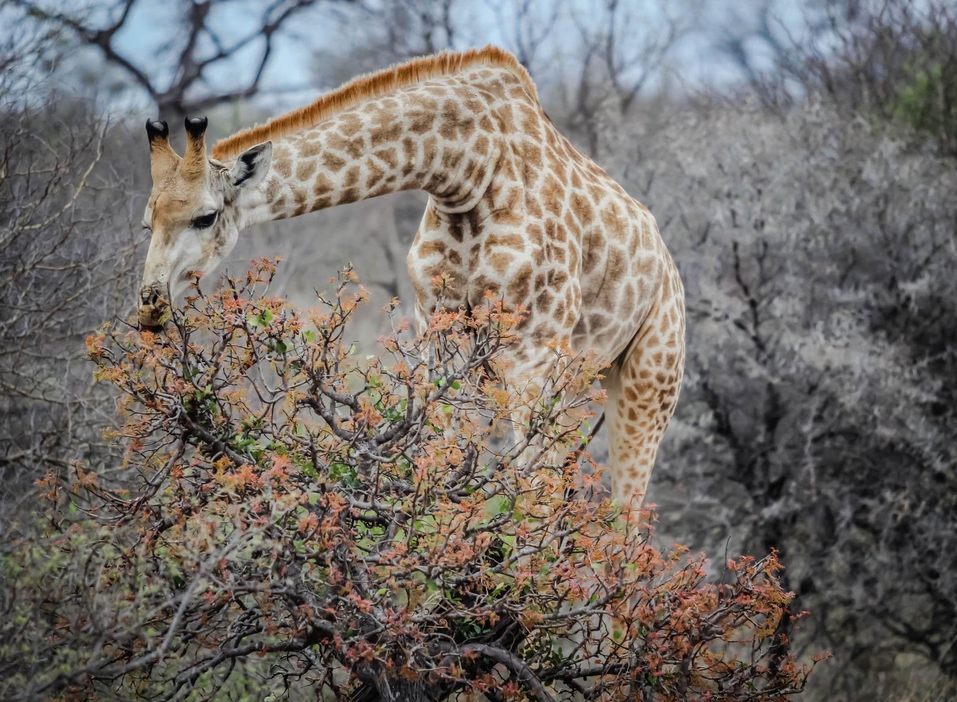 Kruger
