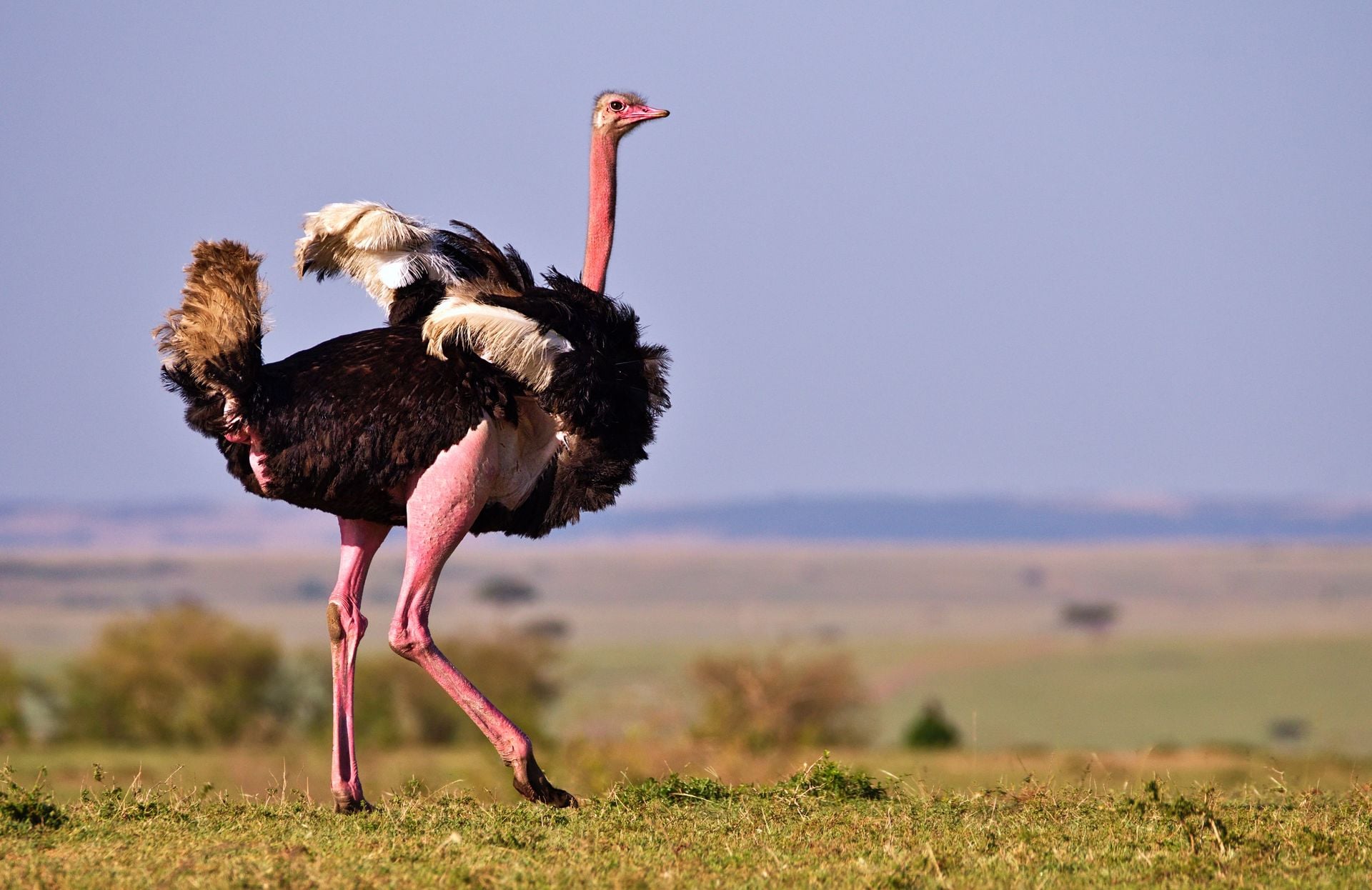Ostrich South Africa