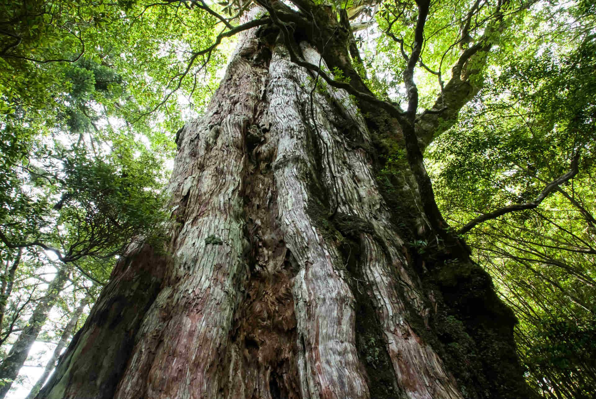 Yakushima, Japan