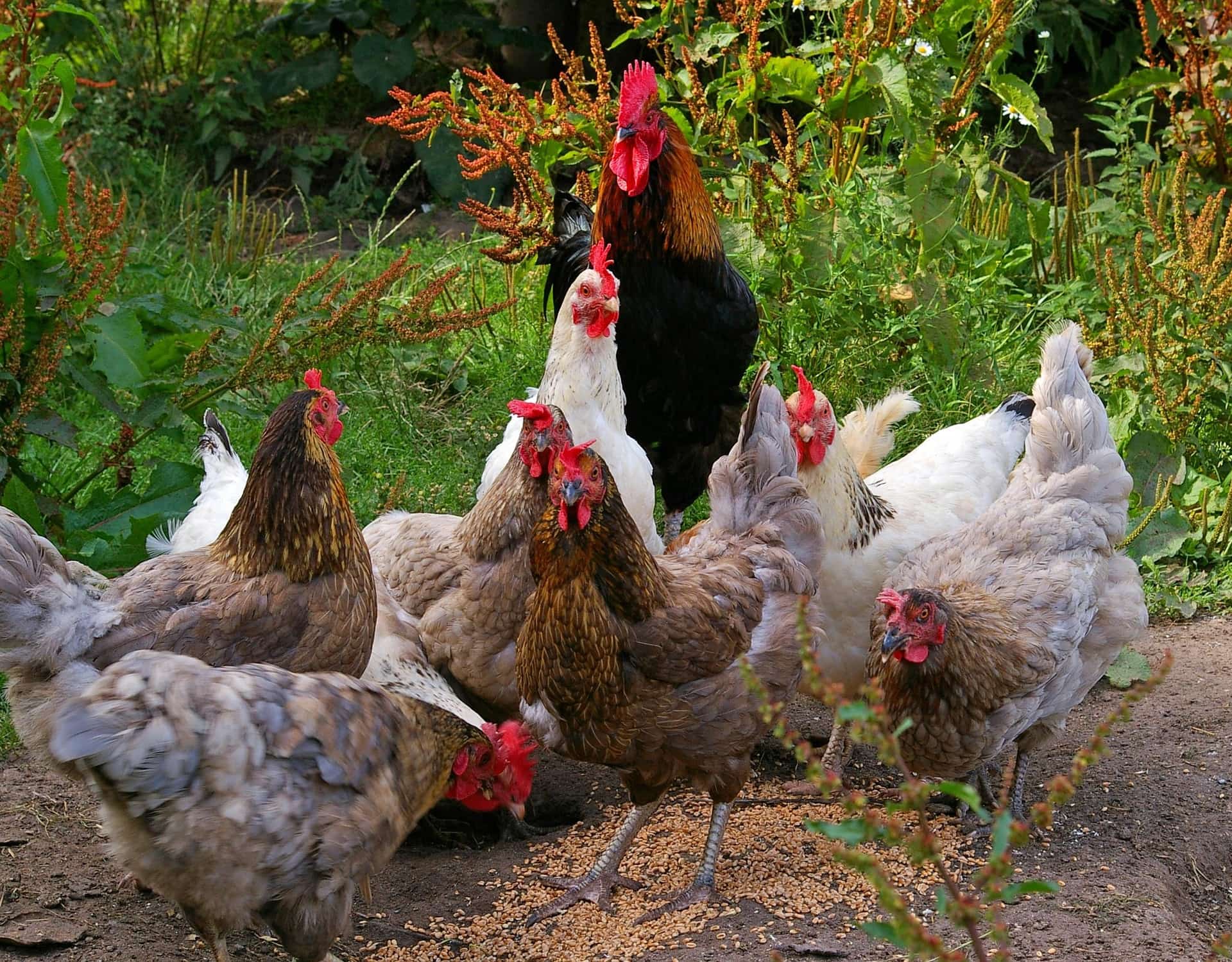 Mykonian farm, Greece