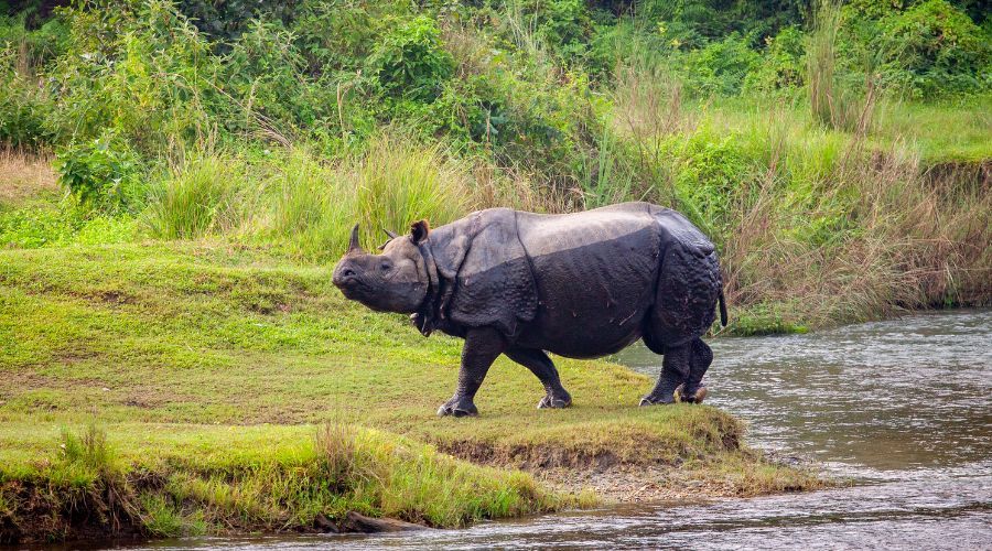 chitwan national park