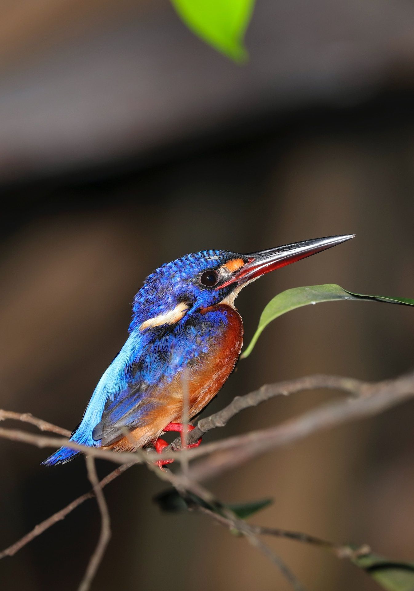 Kingfisher bird, Malaysia