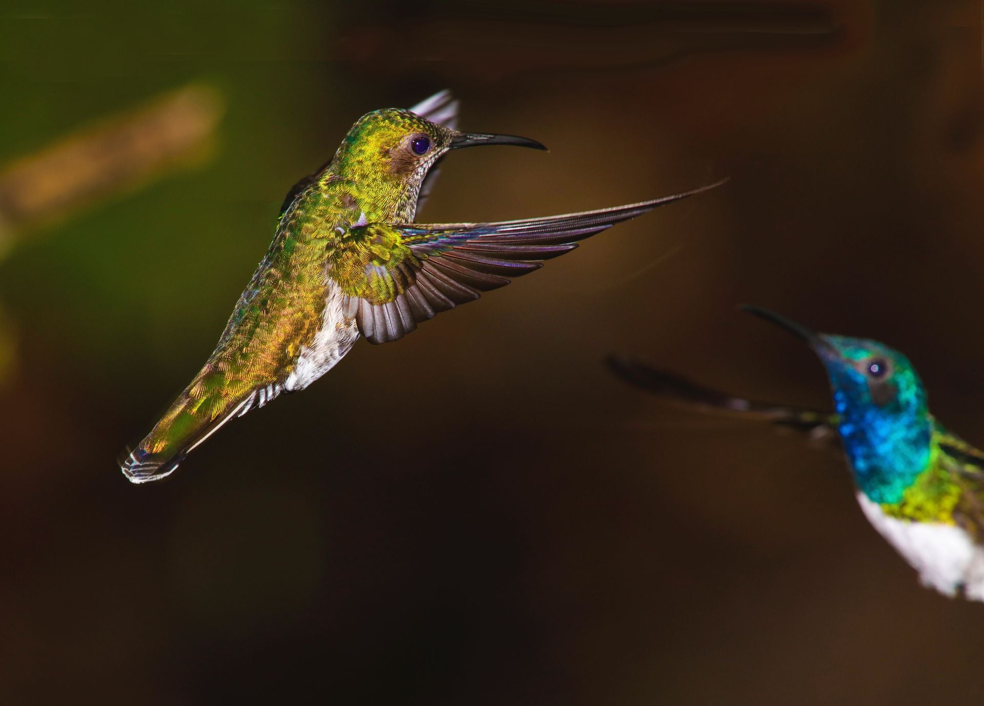 Mindo Hummingbird