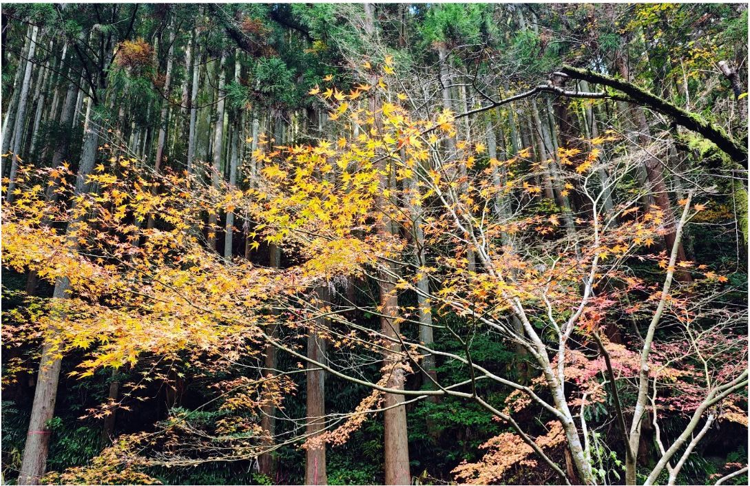 The forested area outside of Ryugenji Mabu © Dre Roelandt