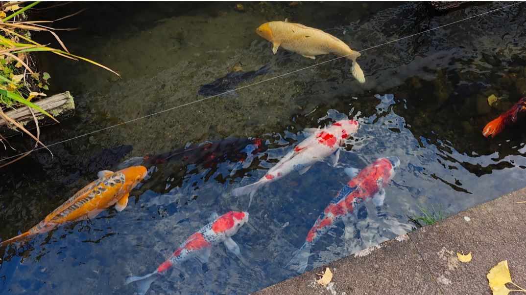 Kois of Tsuwano Japan swim near ginkgo leaves © Dre Roelandt