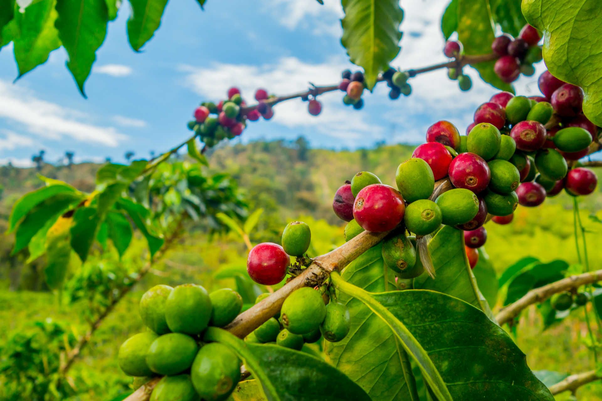 Coffee plantation