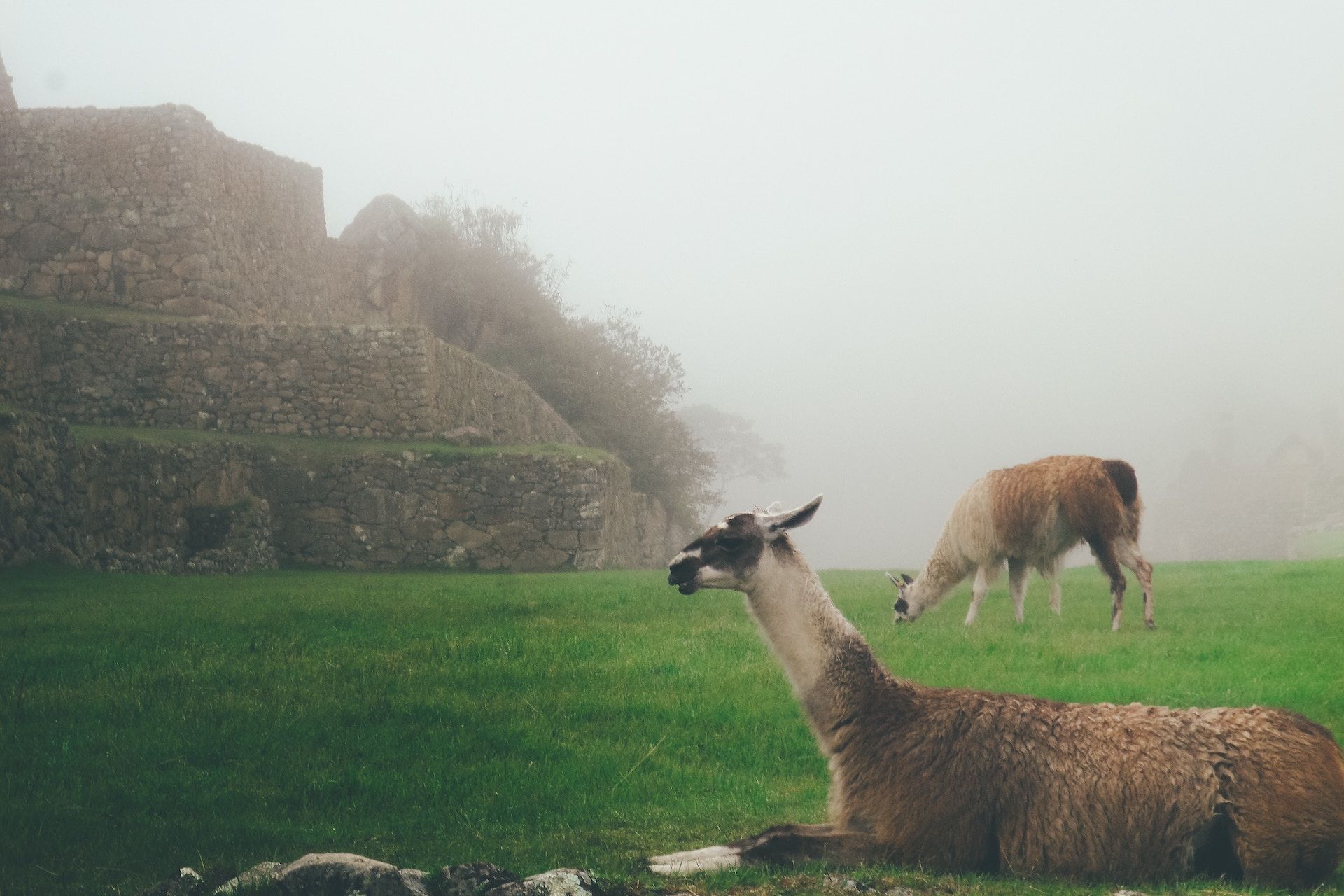 Llamas Peru