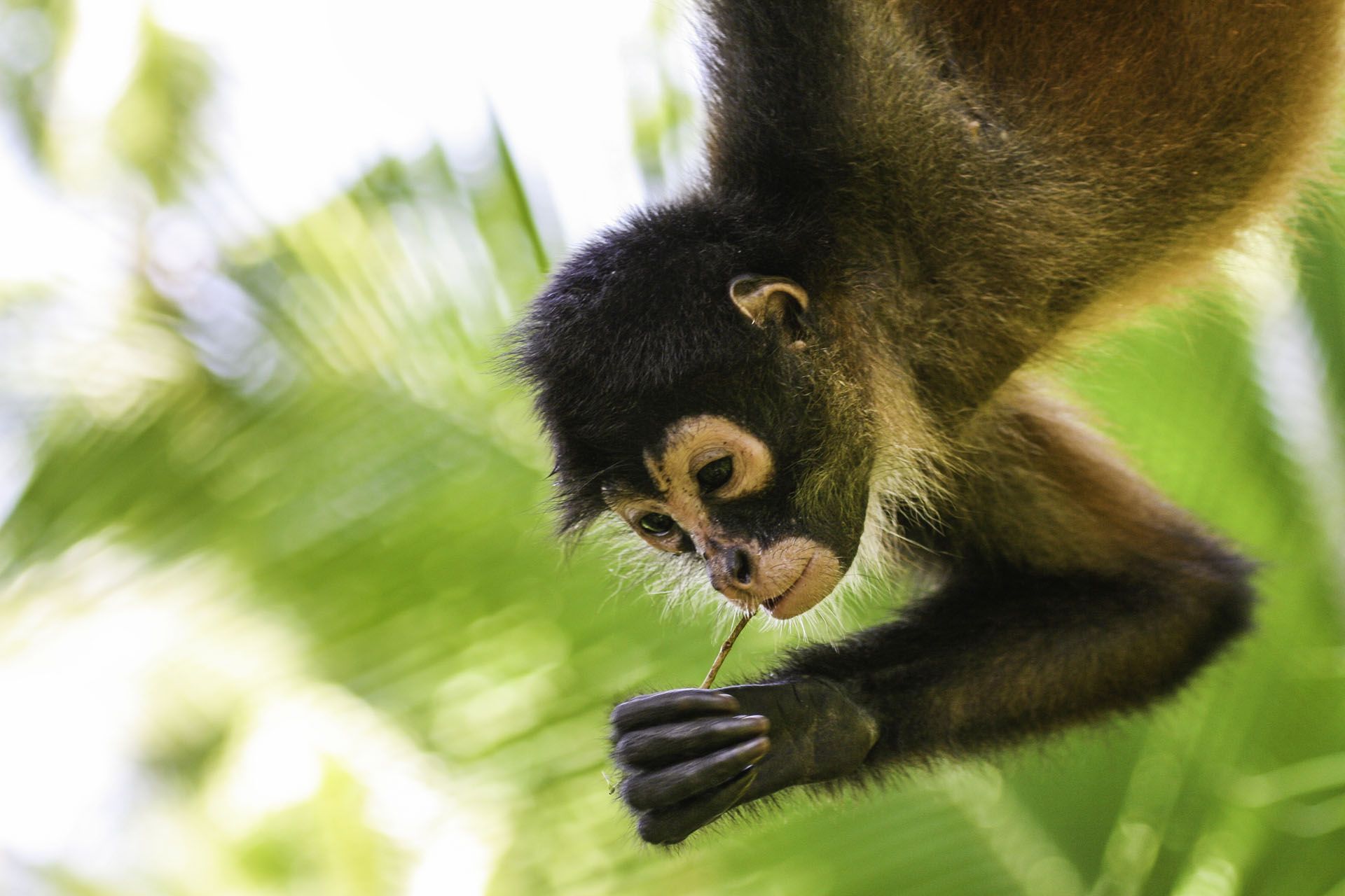 A spider monkey climbs high trees of the rainforest in the Corcovado © Kit Korzun/Shutterstock