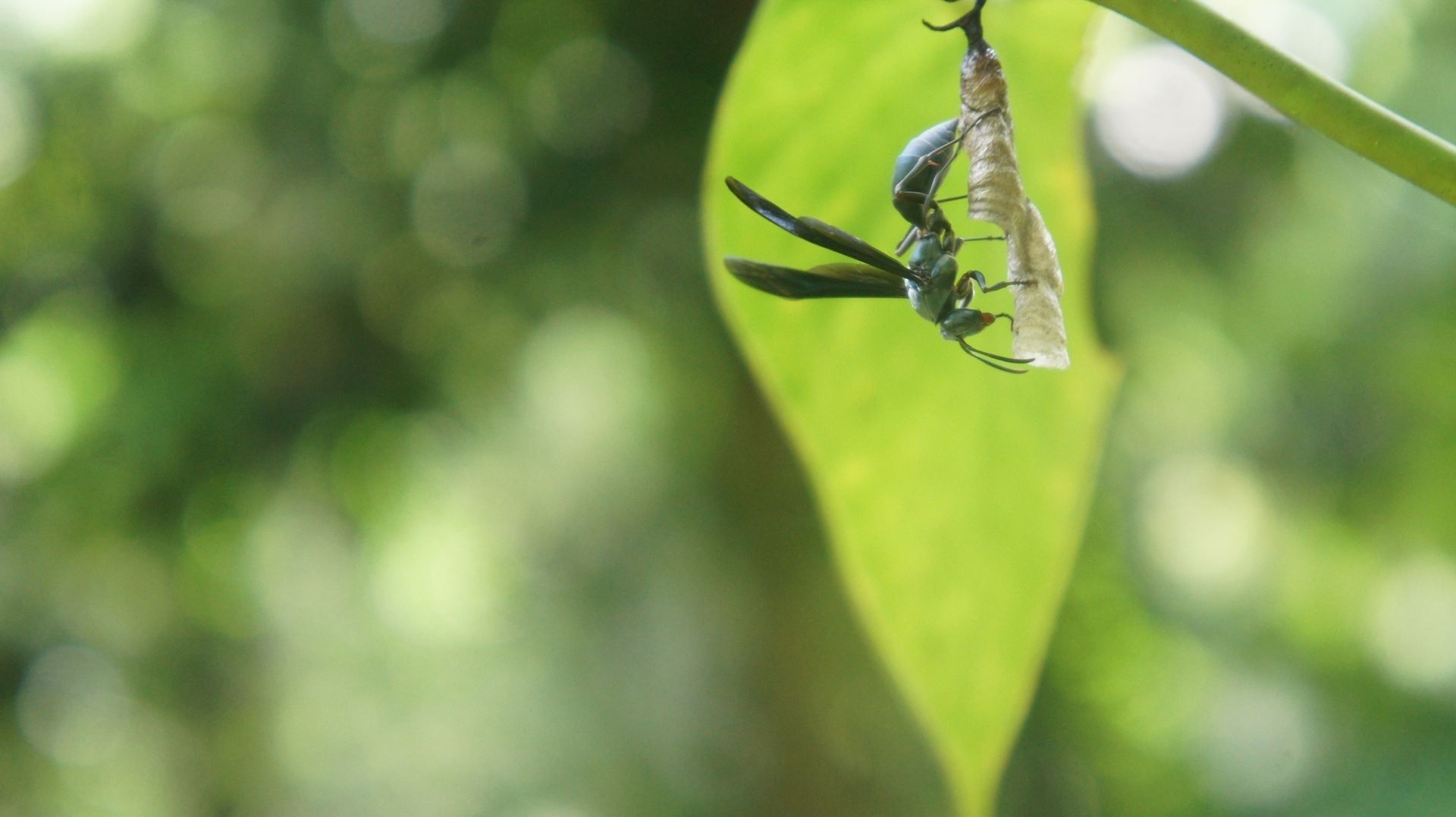 Rio Claro nature, Colombia