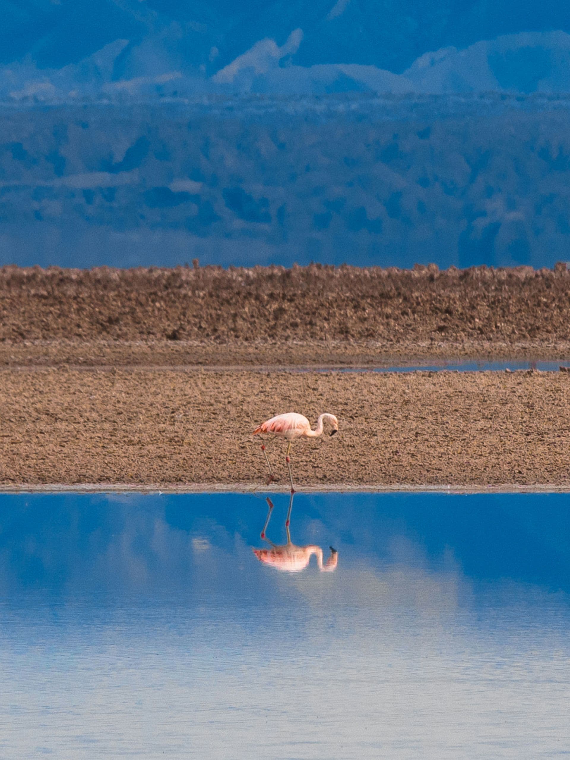 laguna Altiplanica