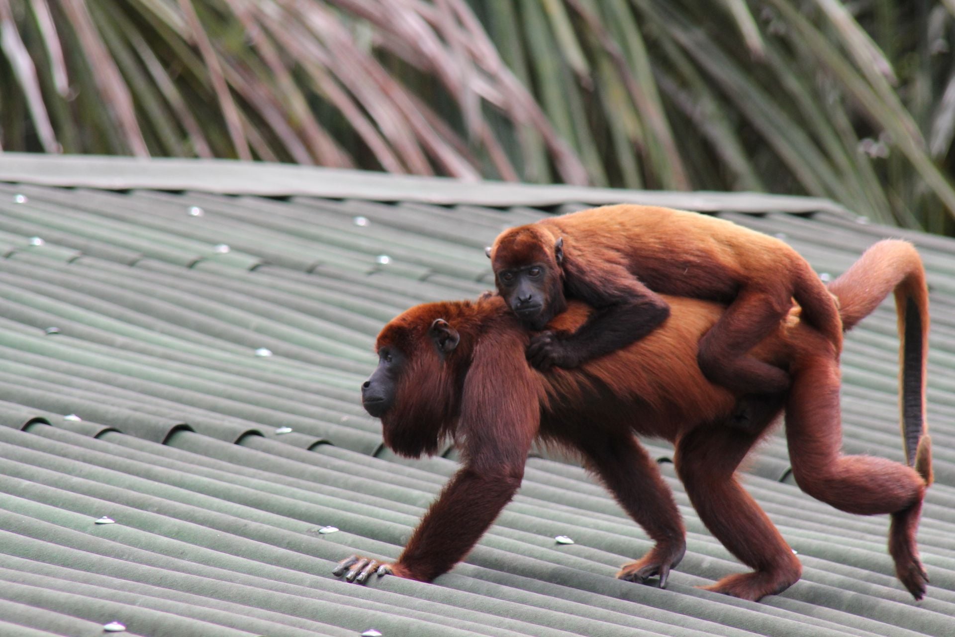 Monkeys in Iquitos, Peru