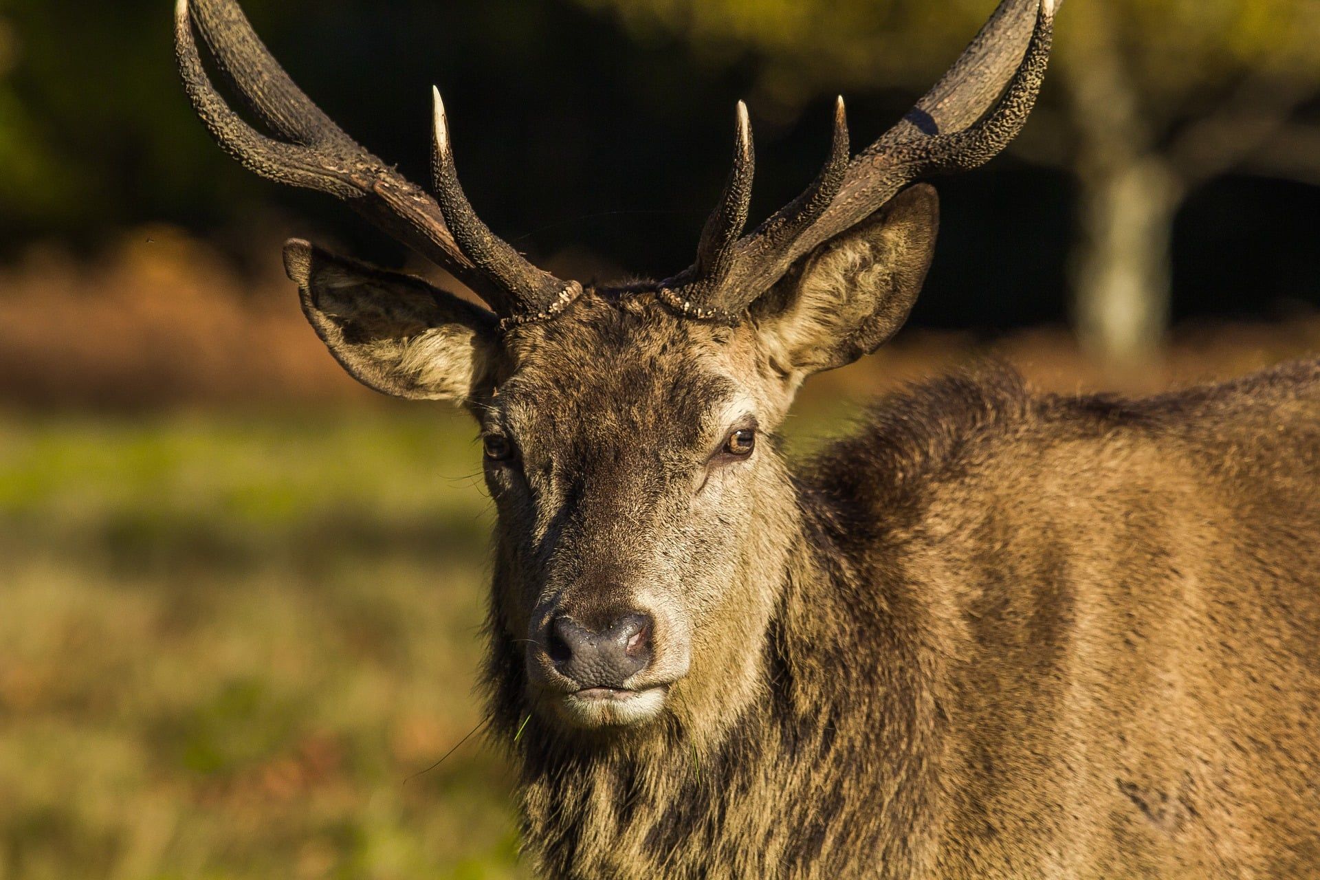 Deer Park