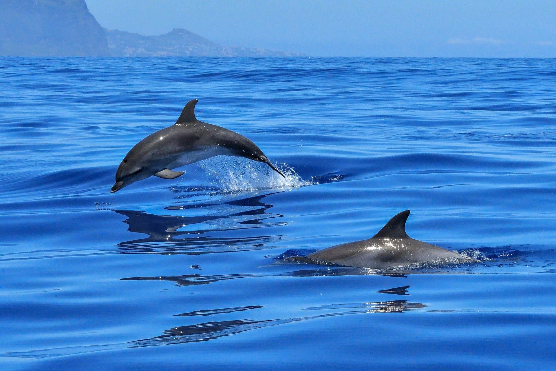 Dolphines