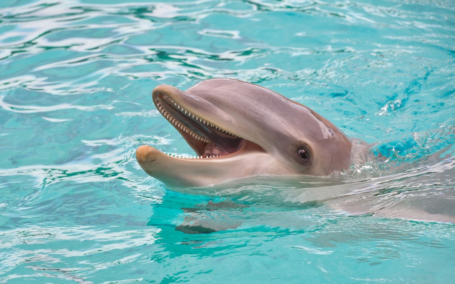 Dolphin