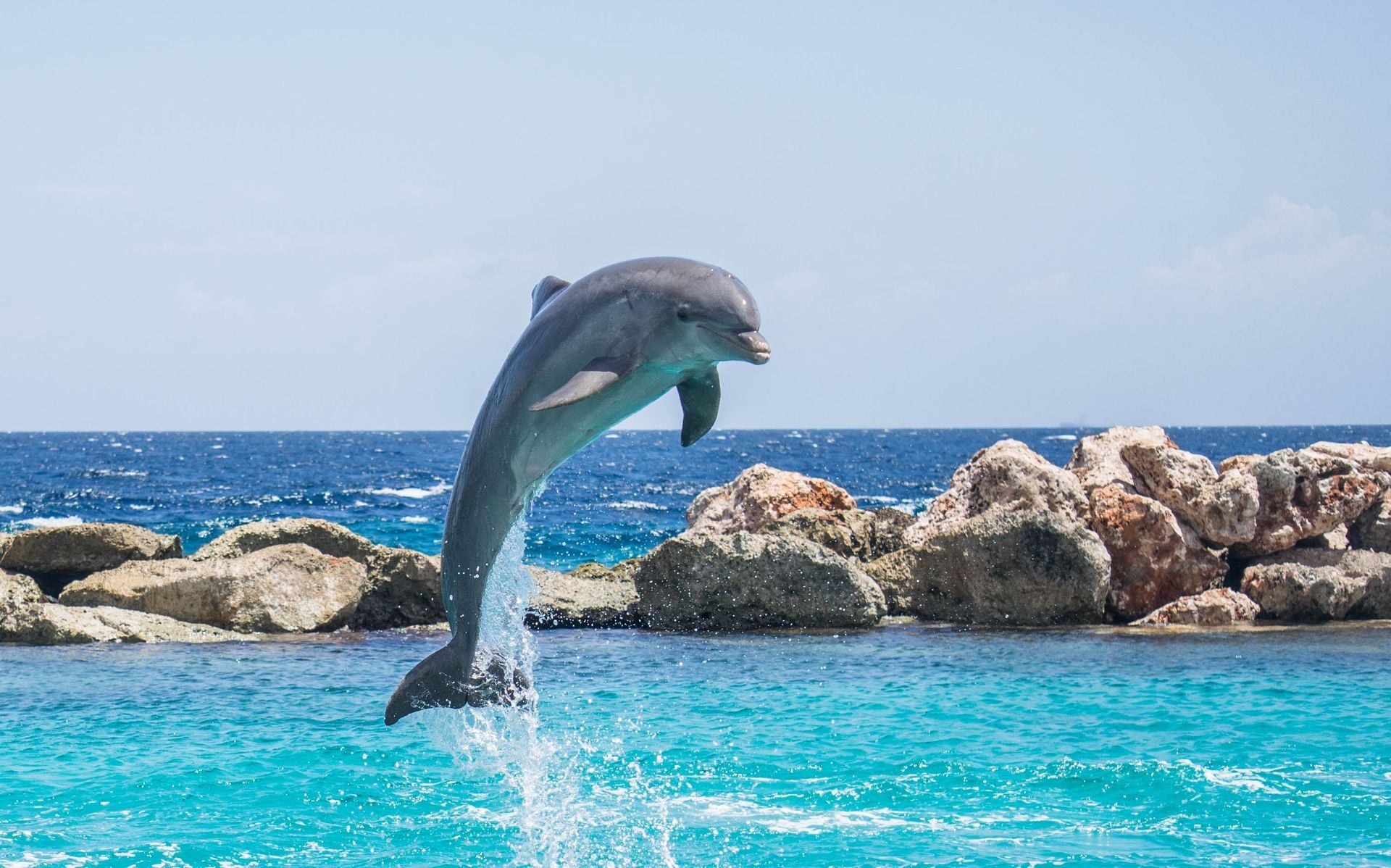 Dolphin Watching