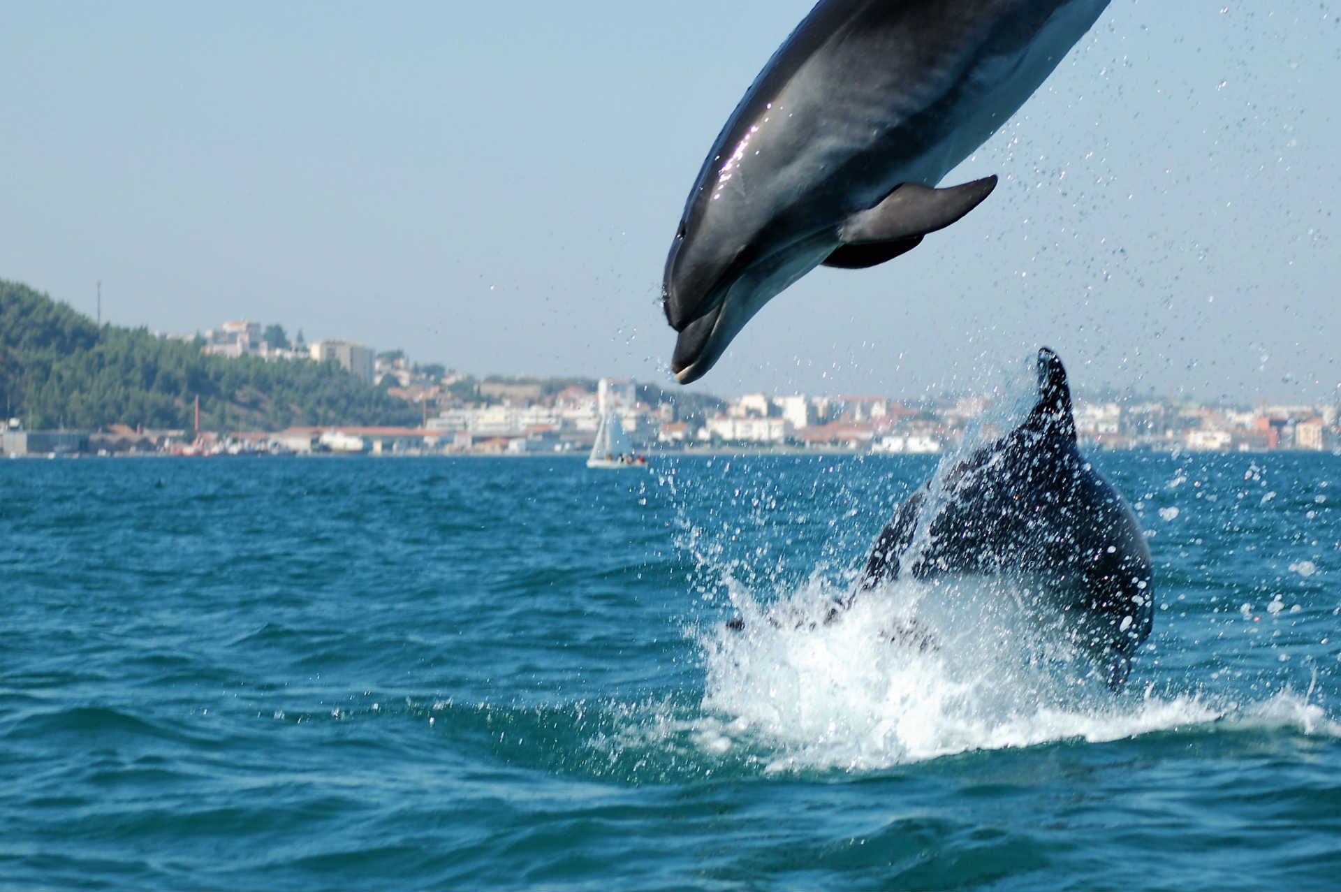 Things not to miss in Portugal: Dolphins of the estuary of the river Sado, Setubal, Portugal.