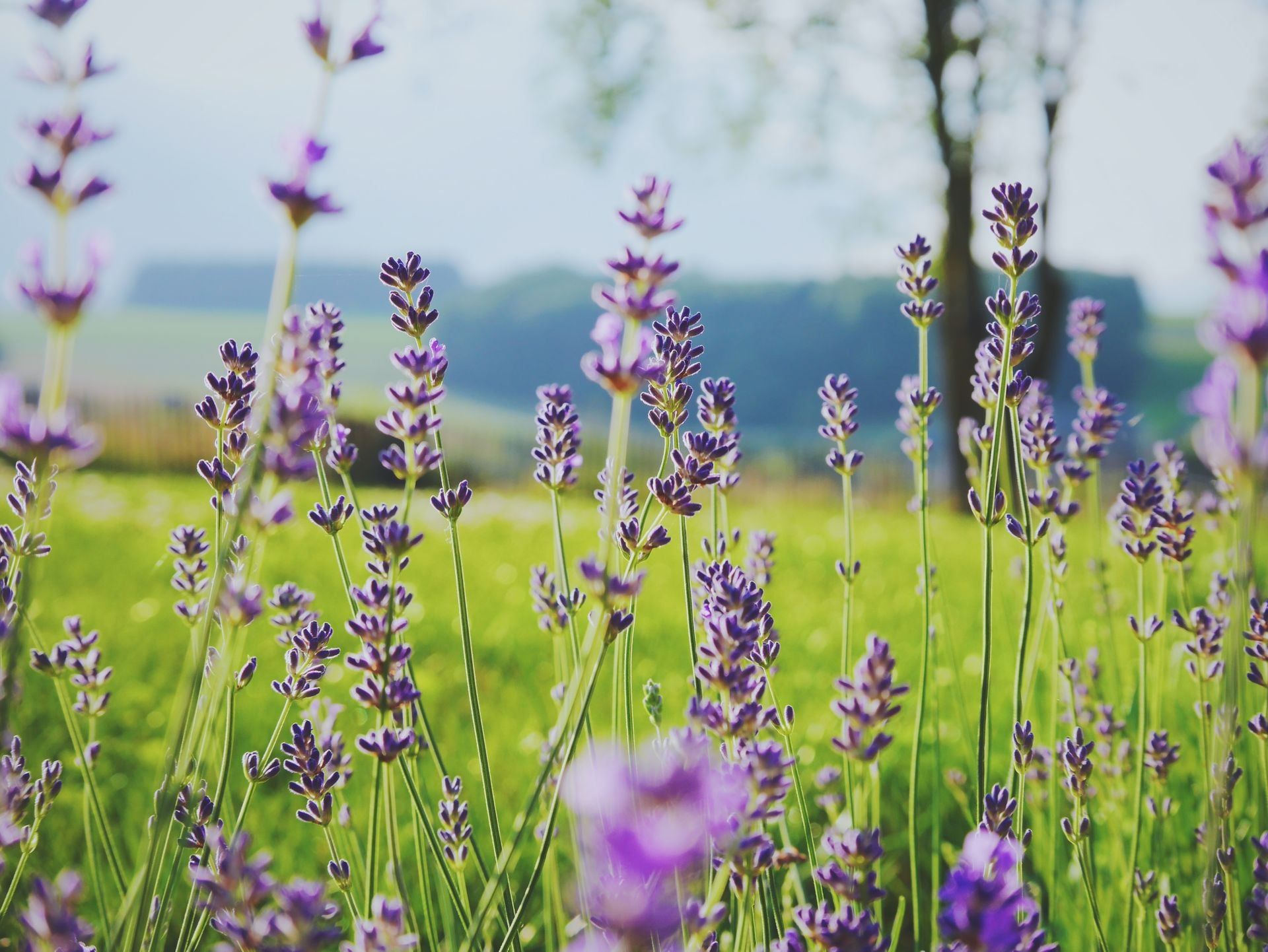 Lavender fields