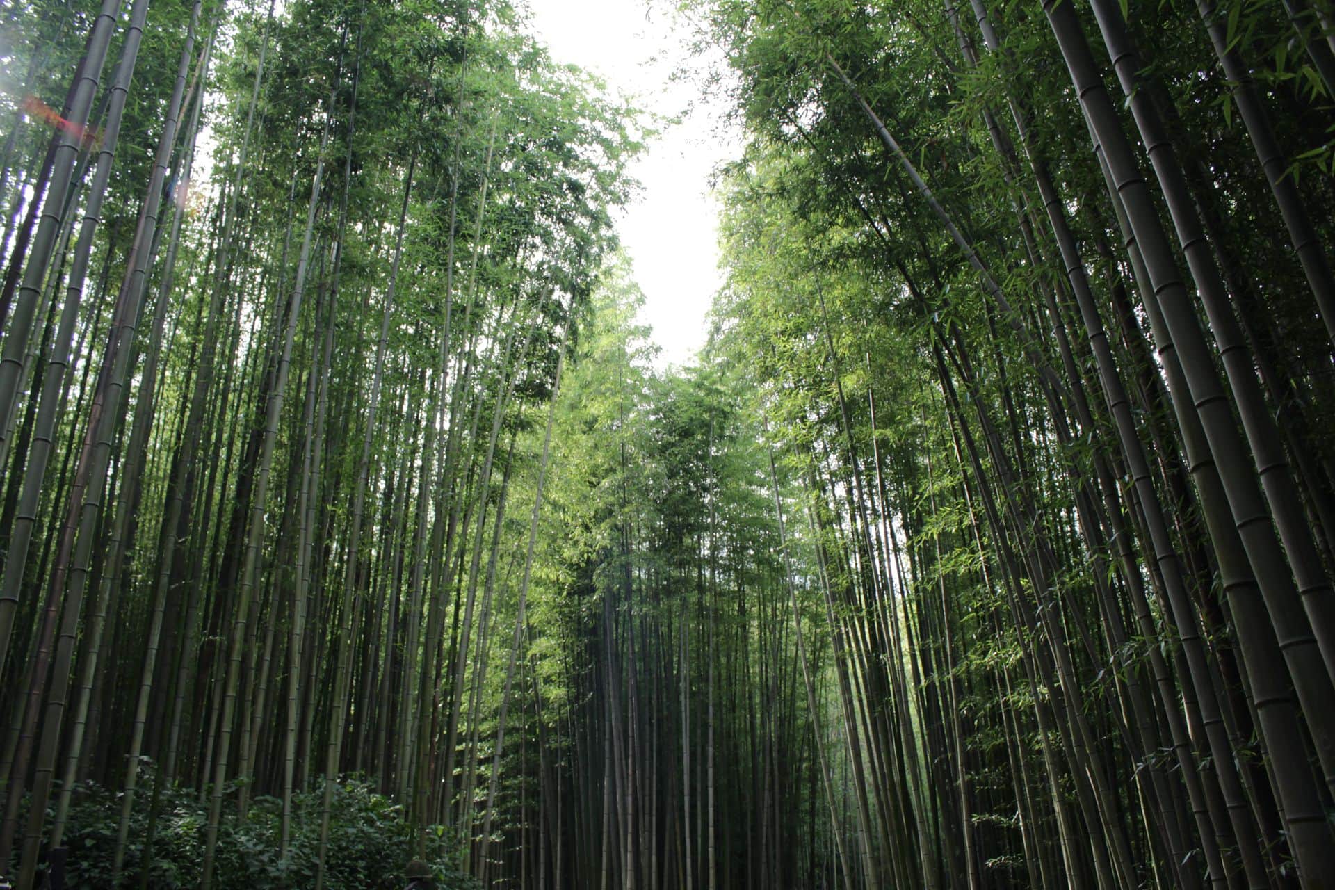 Damyang bamboo forest