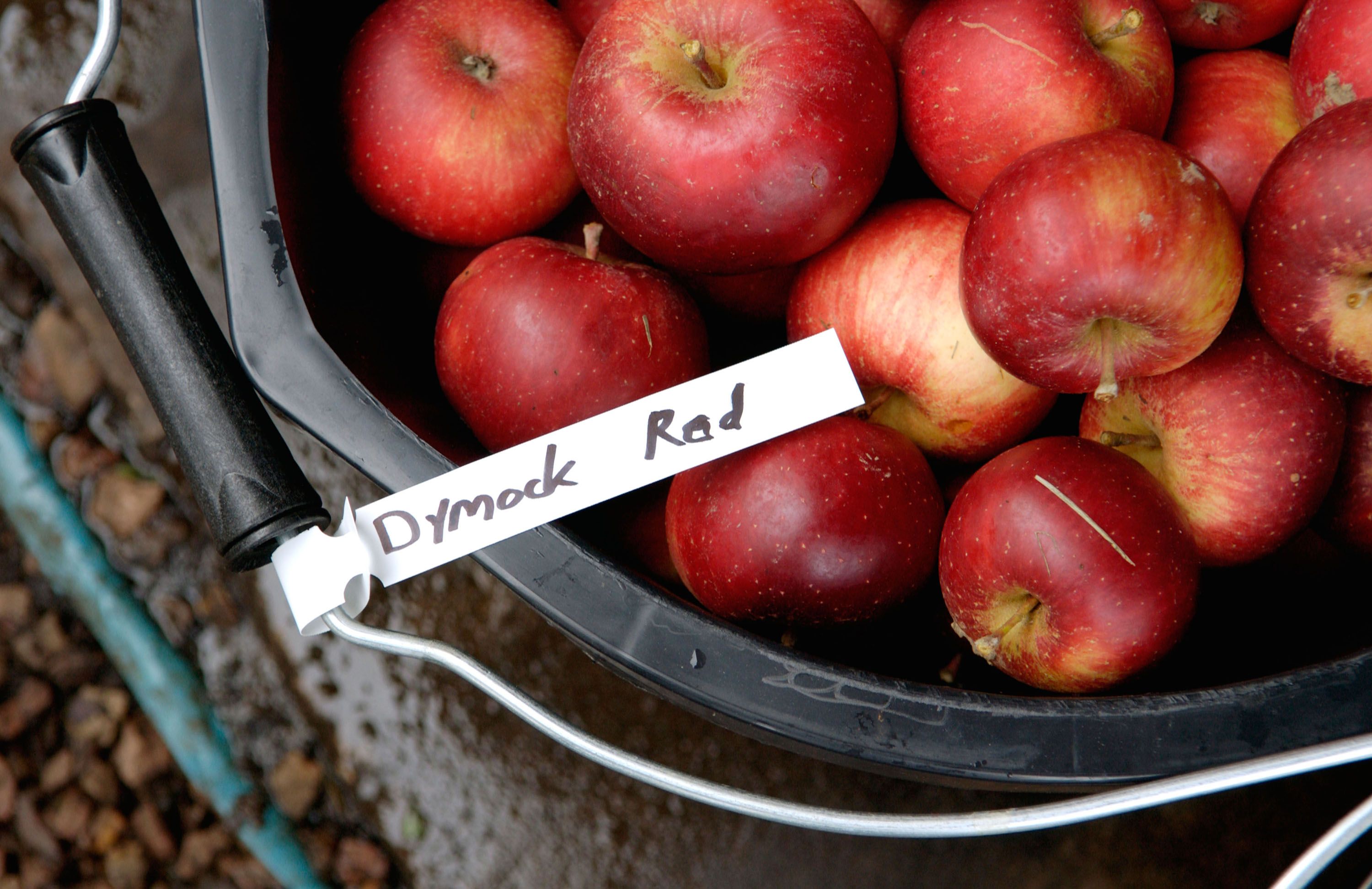 Dymock Red cider apple in black bucket with label, grown at Much Marcle, Herefordshire, England