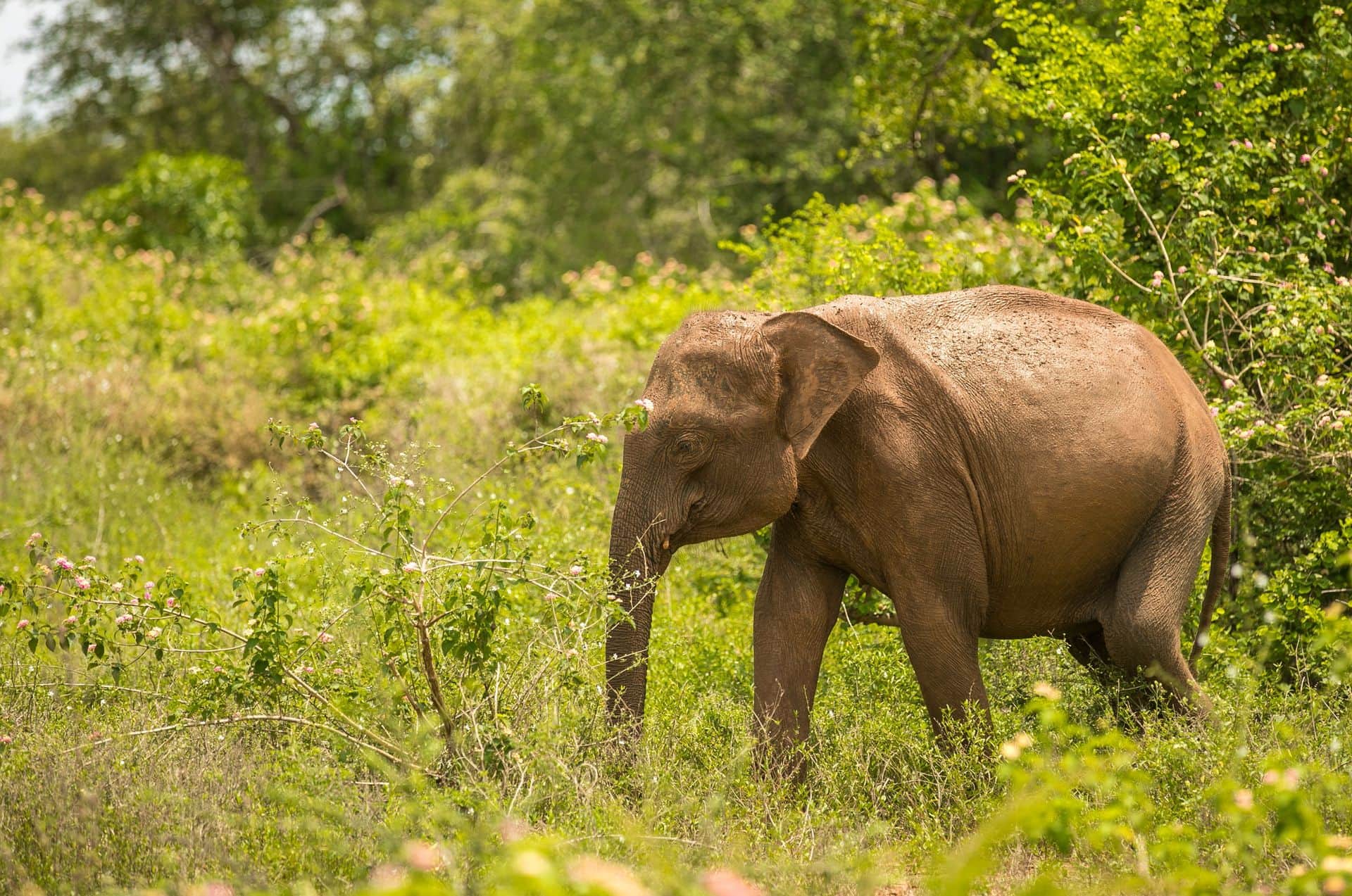 Safari at Udawalawa