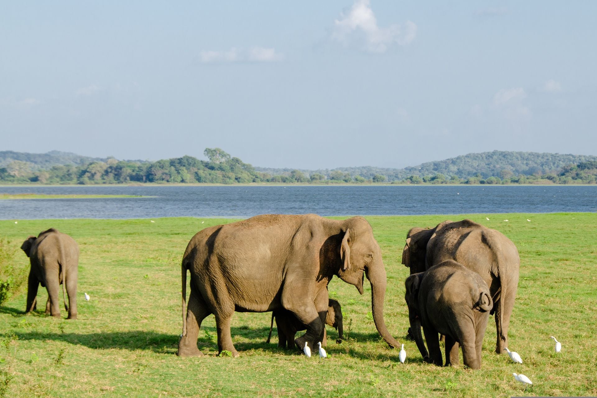 Minneriya national park