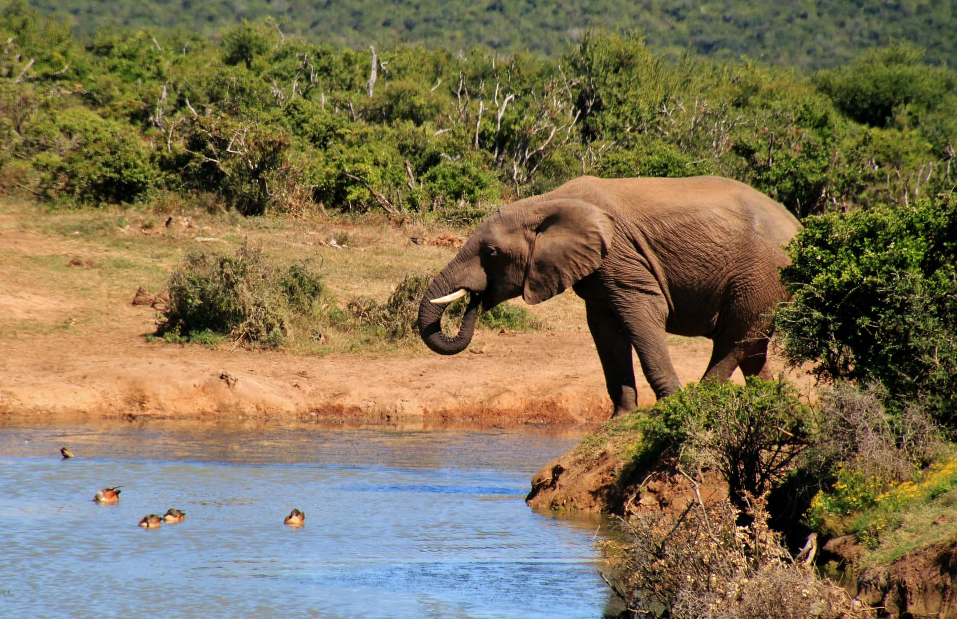 elephant