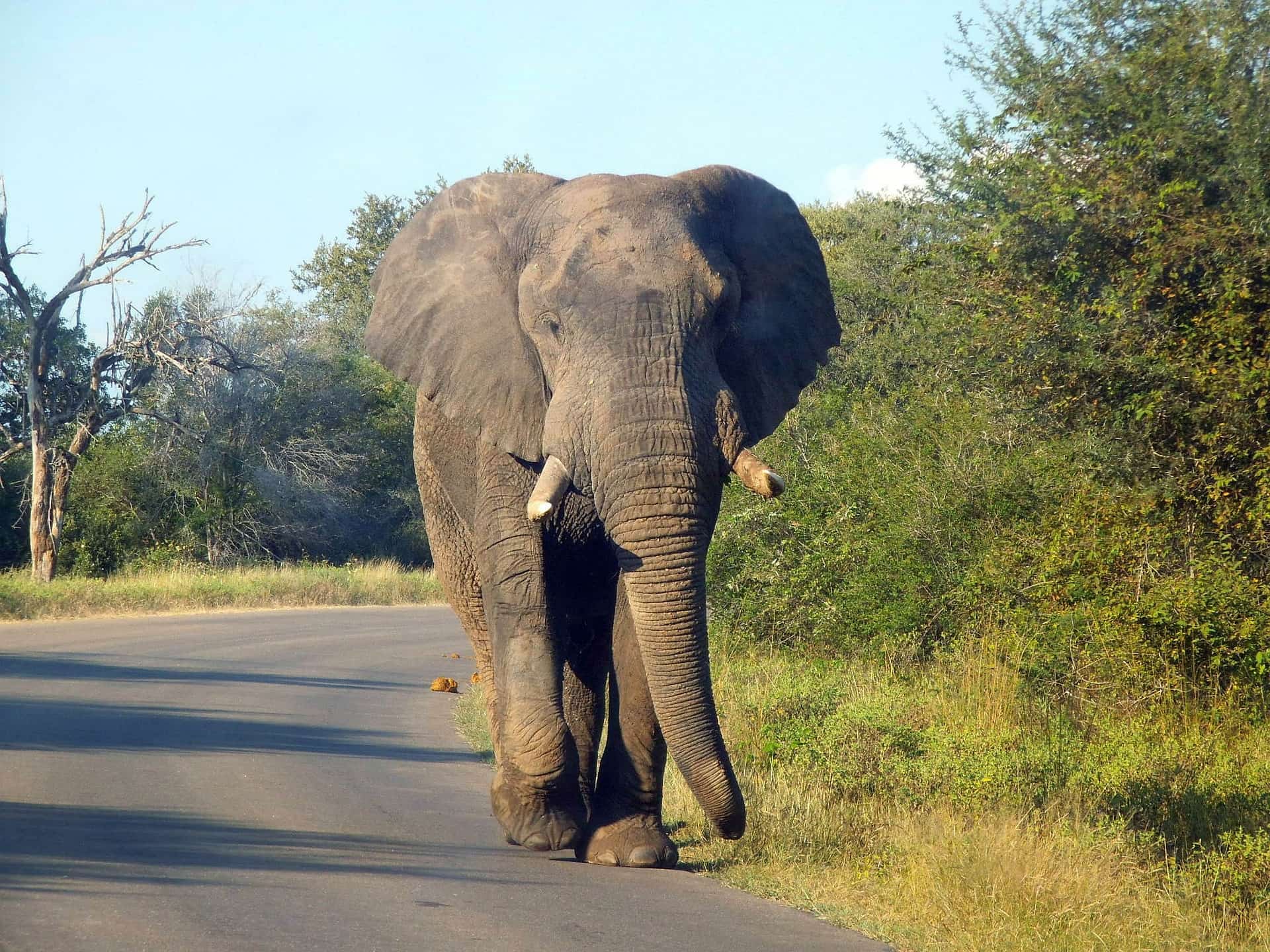 Elephant Kruger