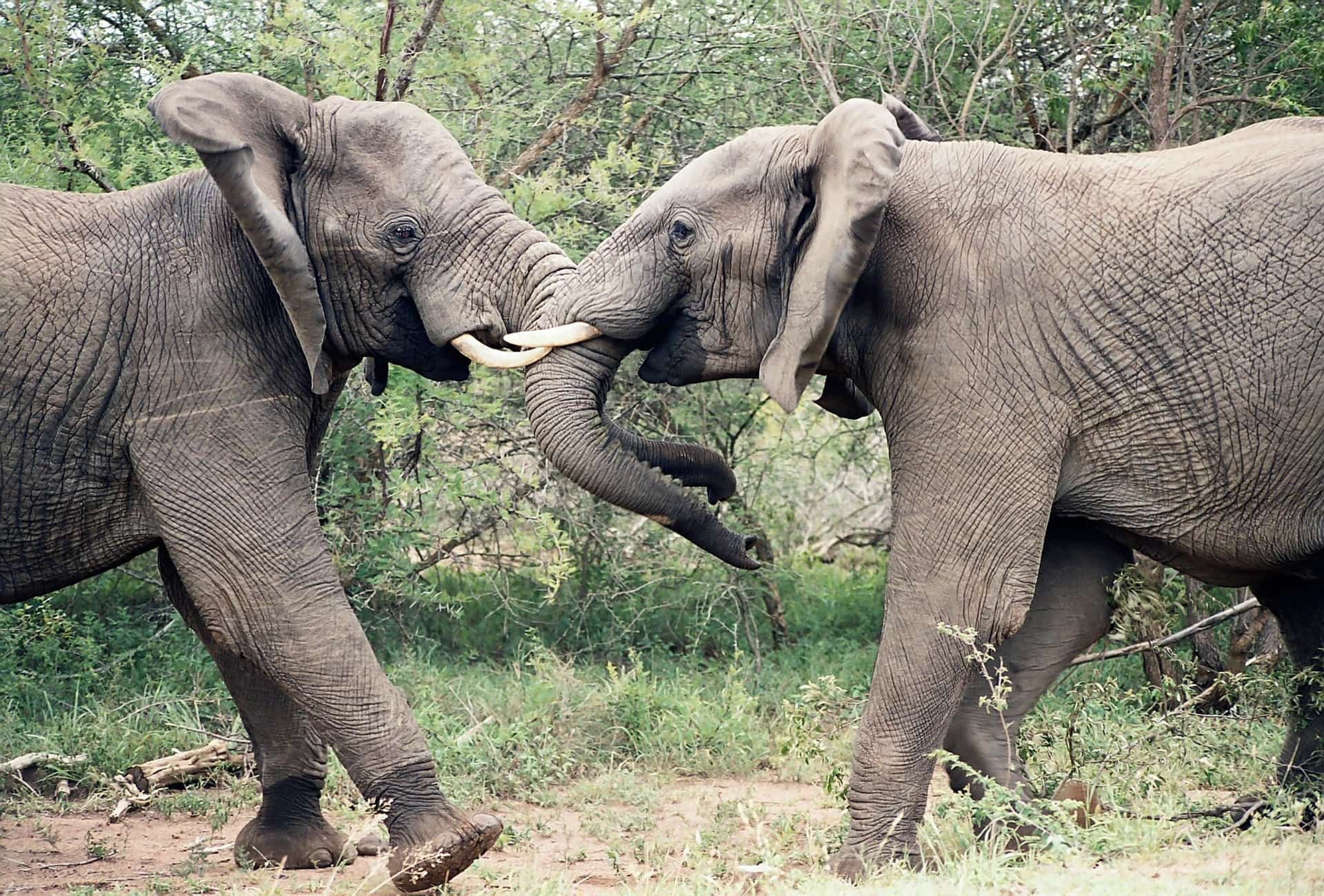 elephants