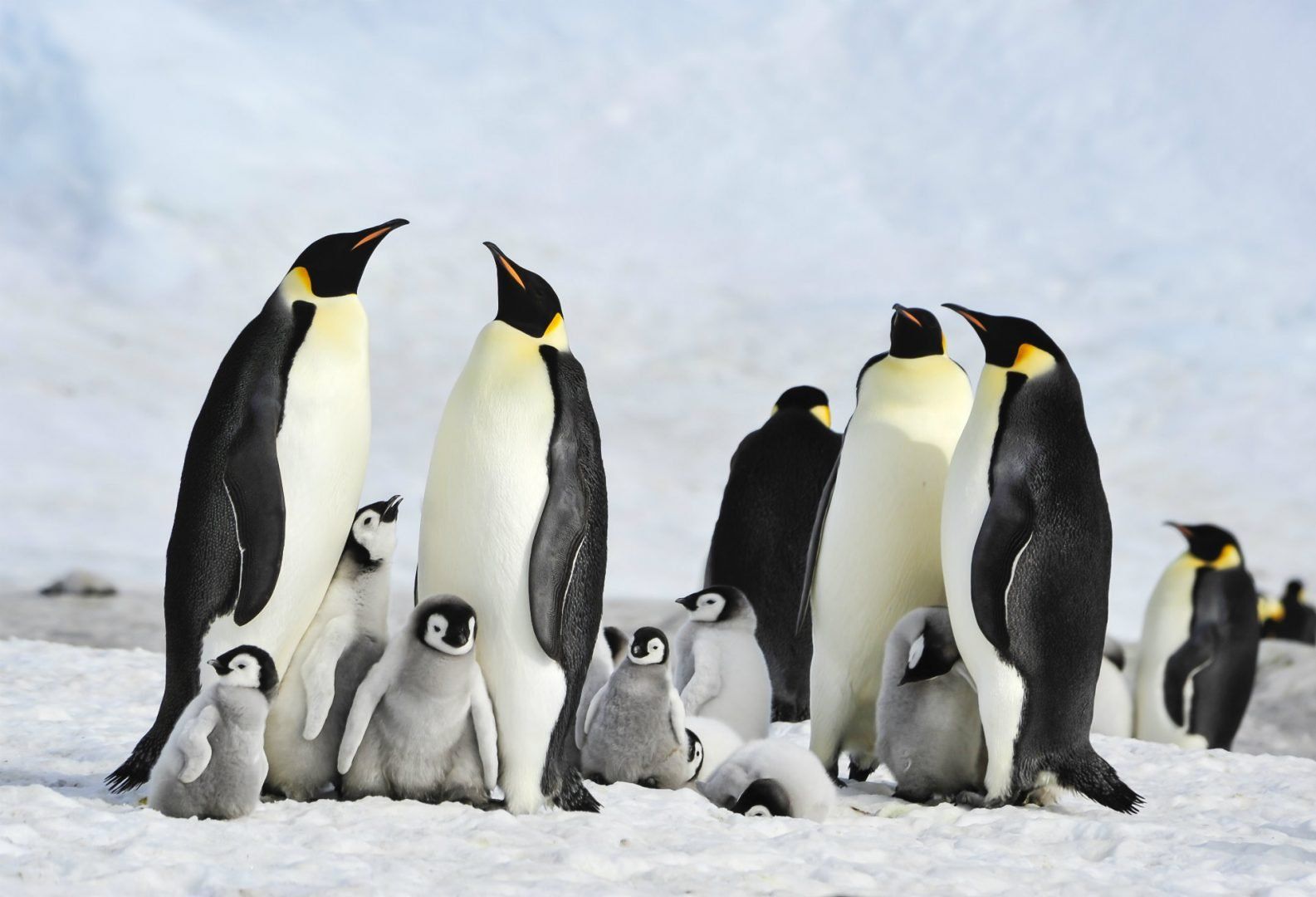 Emperor Penguin, Snow Hill, Antarctica © vladsilver/Shutterstock