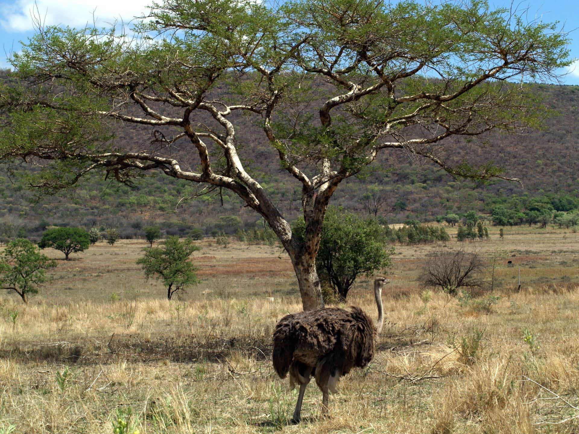 Mpumalanga